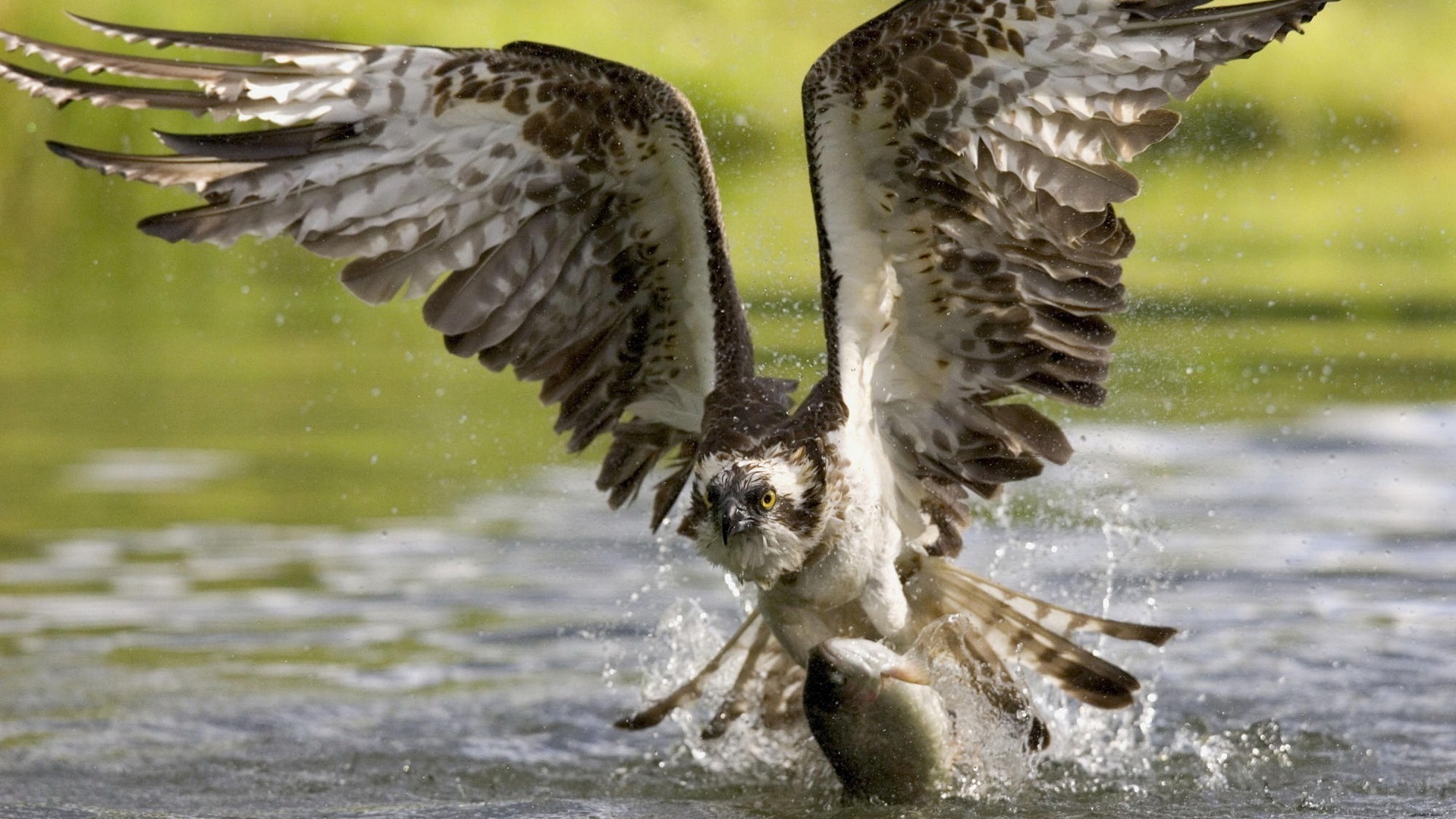 animaux oiseau raptor la faune animal plume nature bec aile proie aigle sauvage prédateur avian voler vol faucon chasseur à l extérieur tête