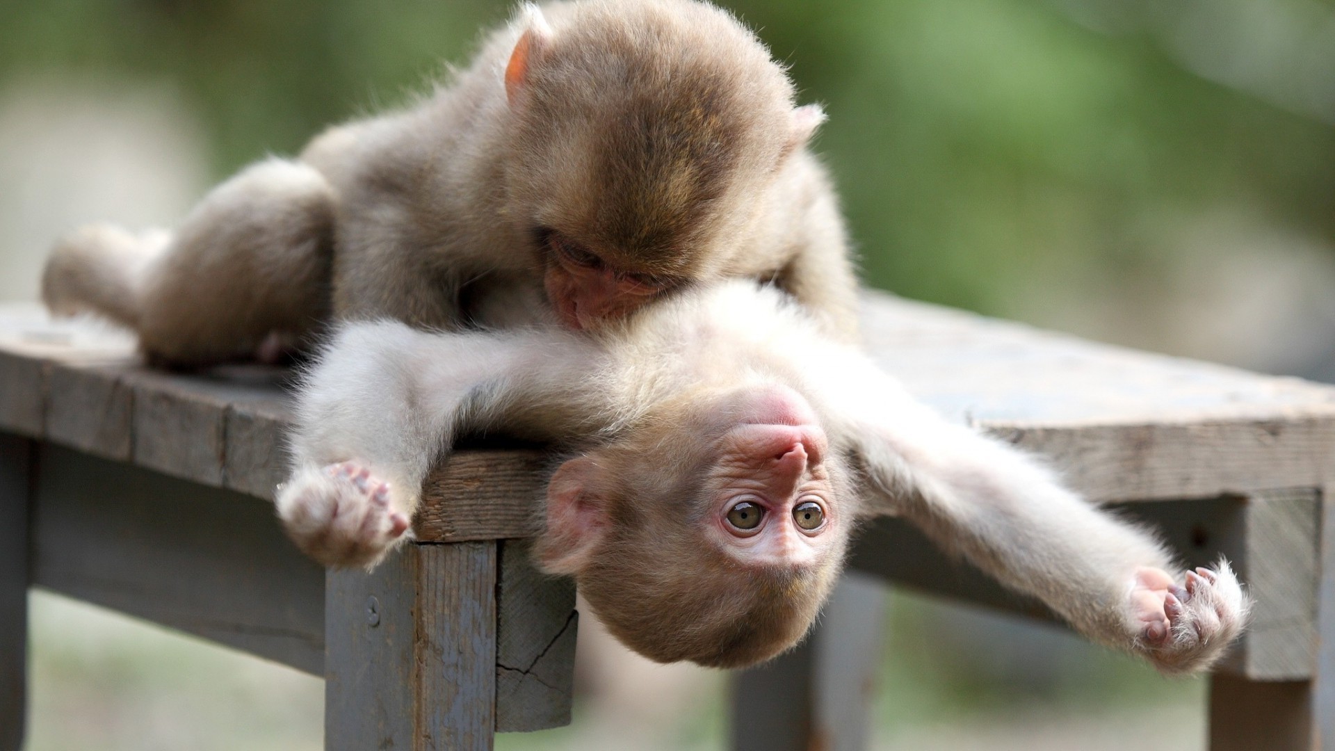 primatas mamífero macaco animal fofa primata criança pequeno natureza vida selvagem careta pele jovem retrato jardim zoológico engraçado família madeira selvagem macacos visualização