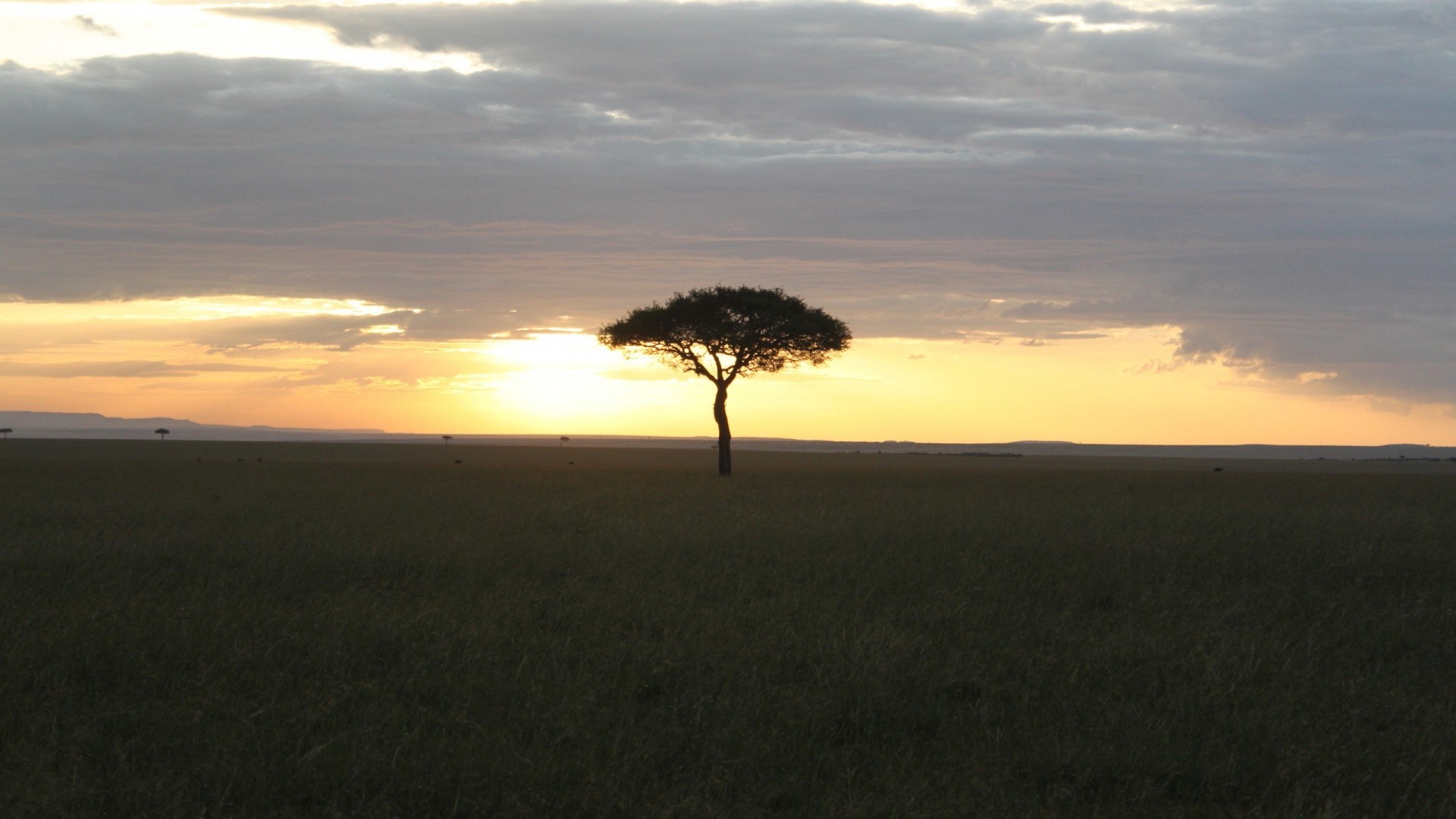 trees sunset dawn landscape evening dusk tree sun sky backlit nature silhouette outdoors light