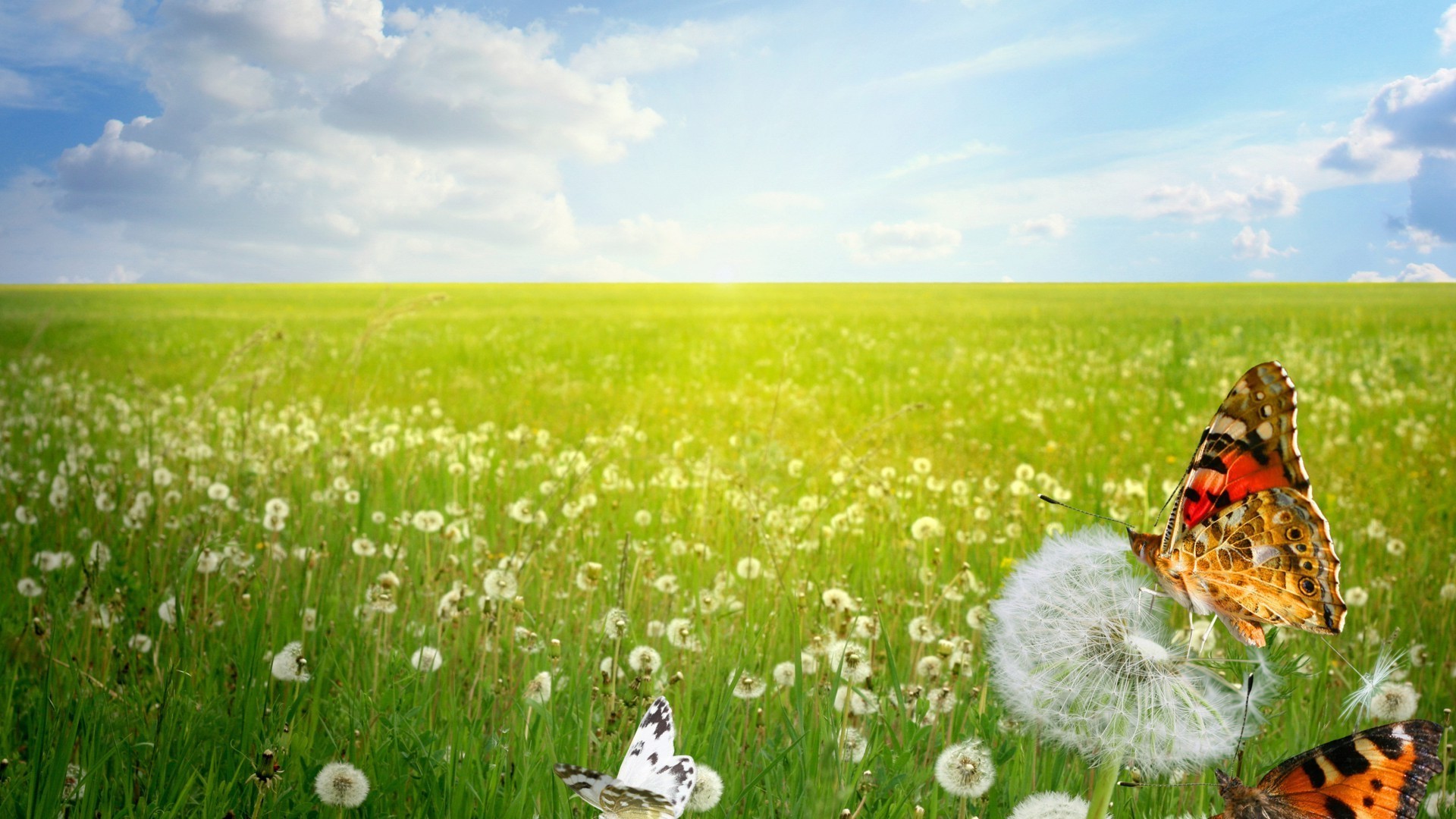 fields meadows and valleys grass hayfield field summer nature flower outdoors rural dandelion flora landscape environment fair weather