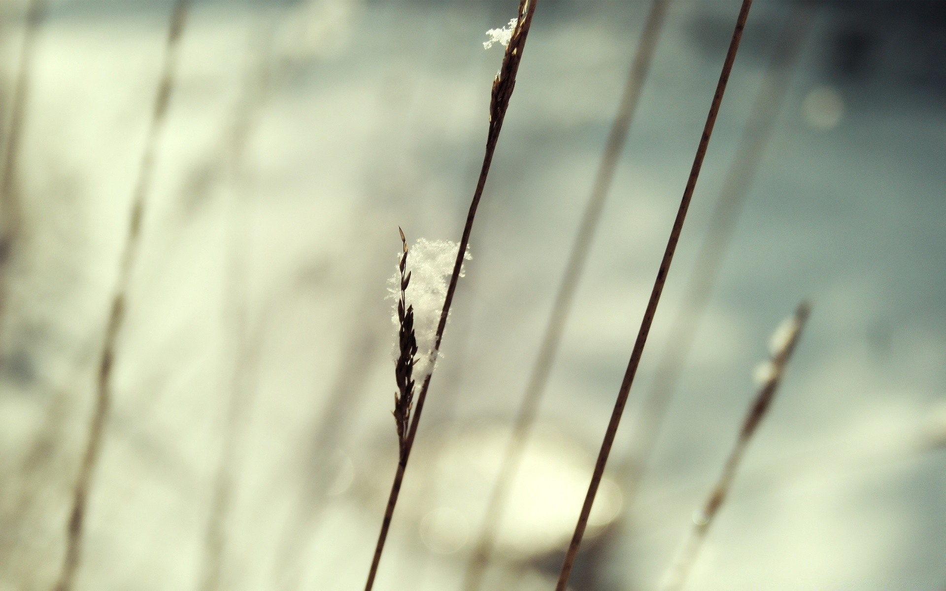 macro natureza amanhecer close-up folha flora ao ar livre desktop geada reed jardim crescimento verão inverno madeira neve grama orvalho céu sol