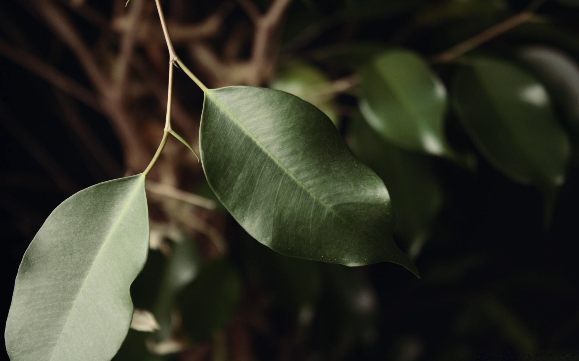 macro leaf nature flora tree outdoors rain growth garden close-up color branch