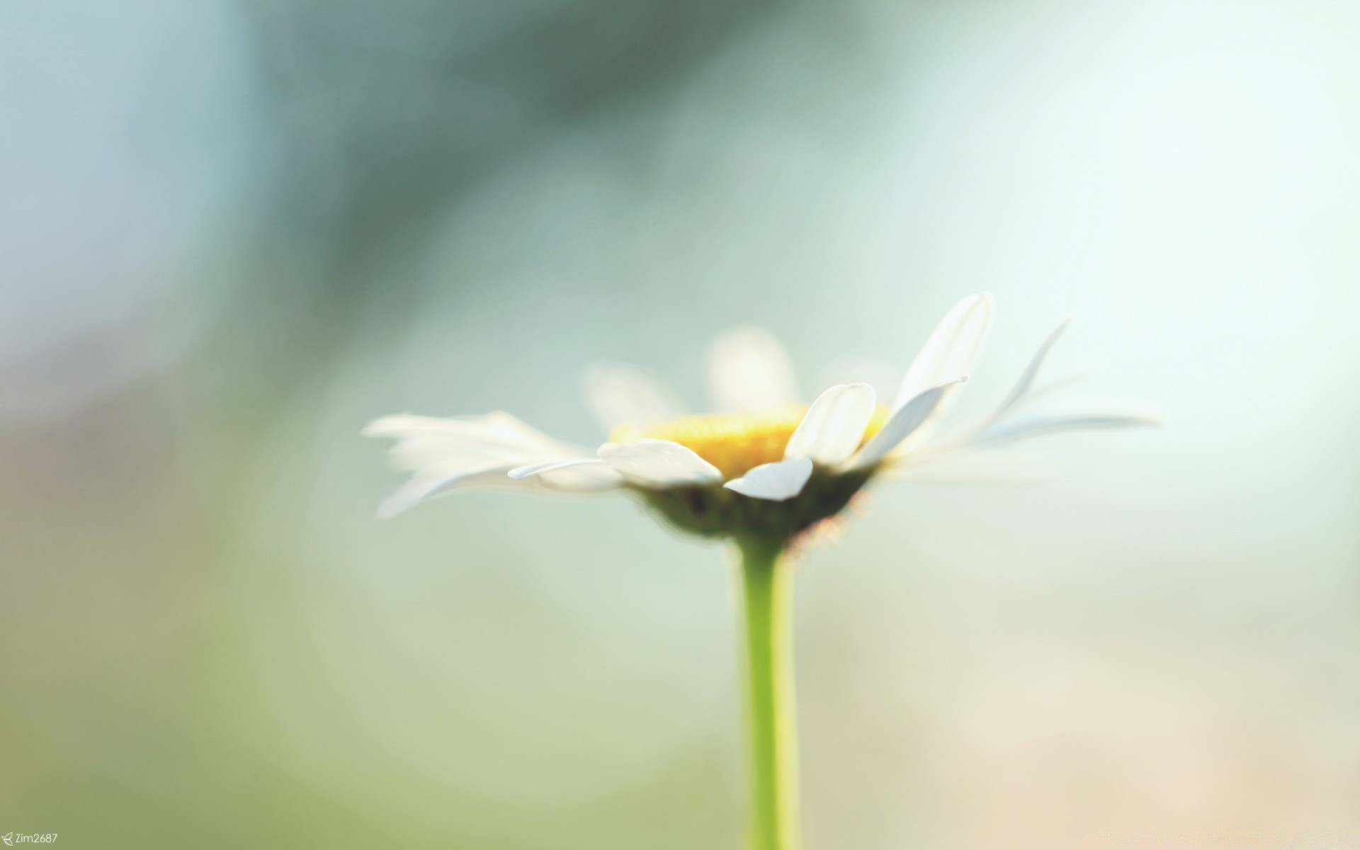 makro kwiat natura rozmycie lato flora liść ogród wzrost dof