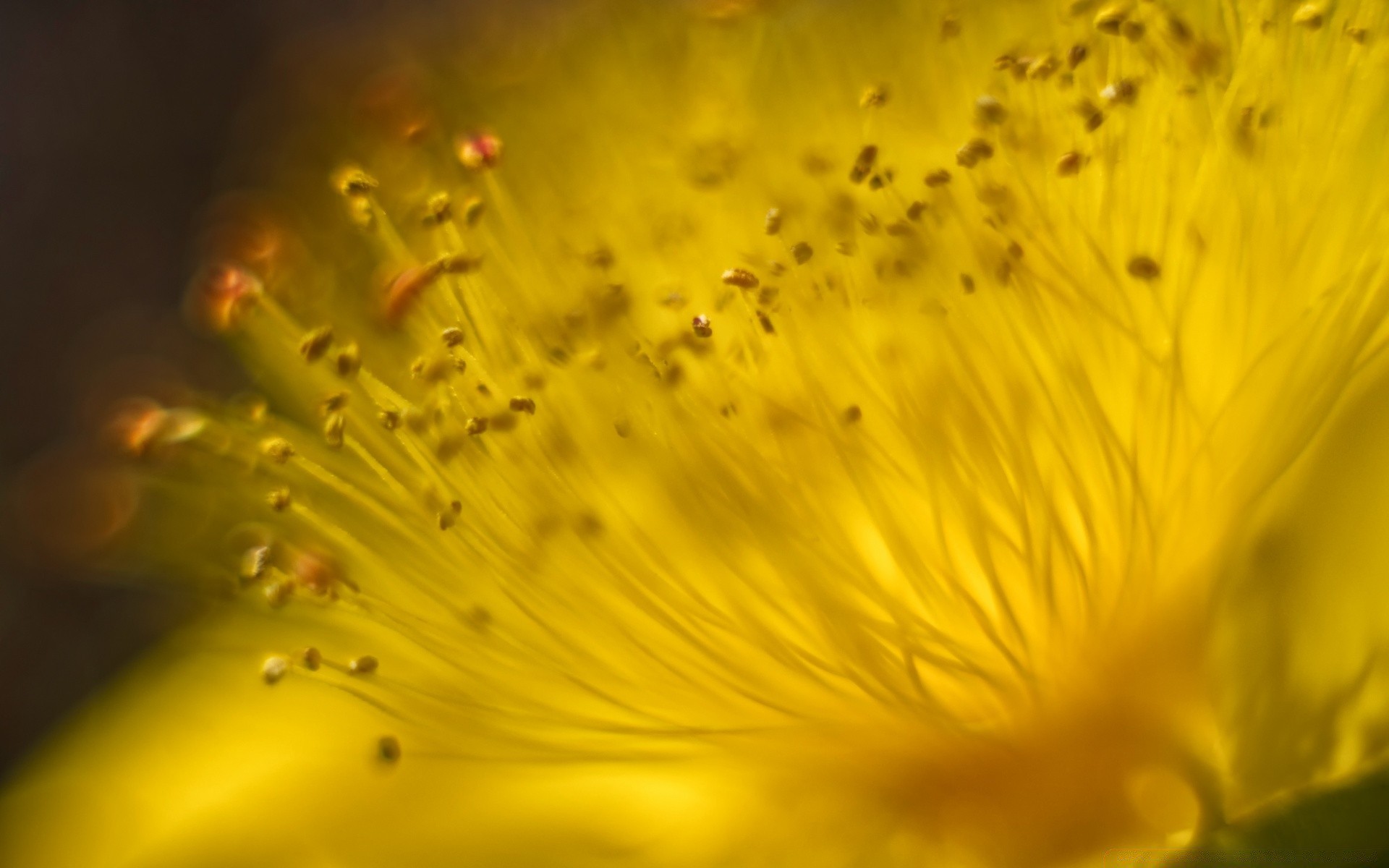 macro naturaleza flor desenfoque abstracto color flora luz escritorio jardín verano naturaleza muerta textura comida patrón