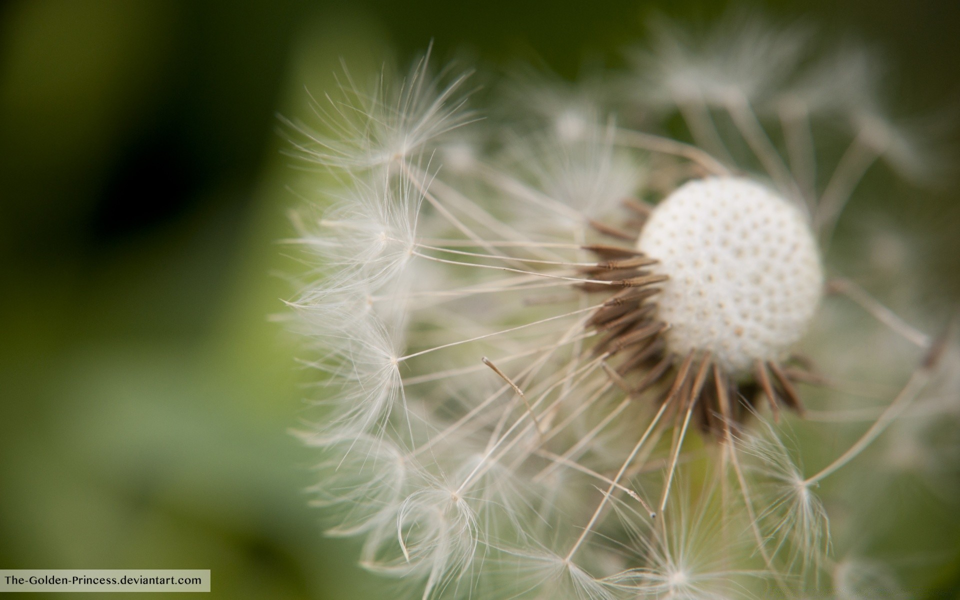 macro nature dandelion summer flora growth delicate downy outdoors flower grass leaf close-up bright seed weed garden