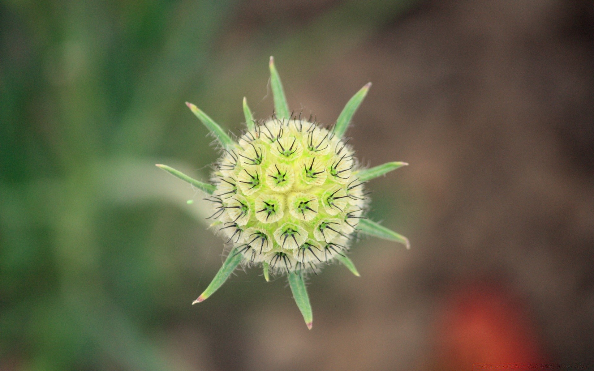 makro fotoğrafçılığı doğa flora yaprak çiçek yakın çekim bahçe yaz alan omurga