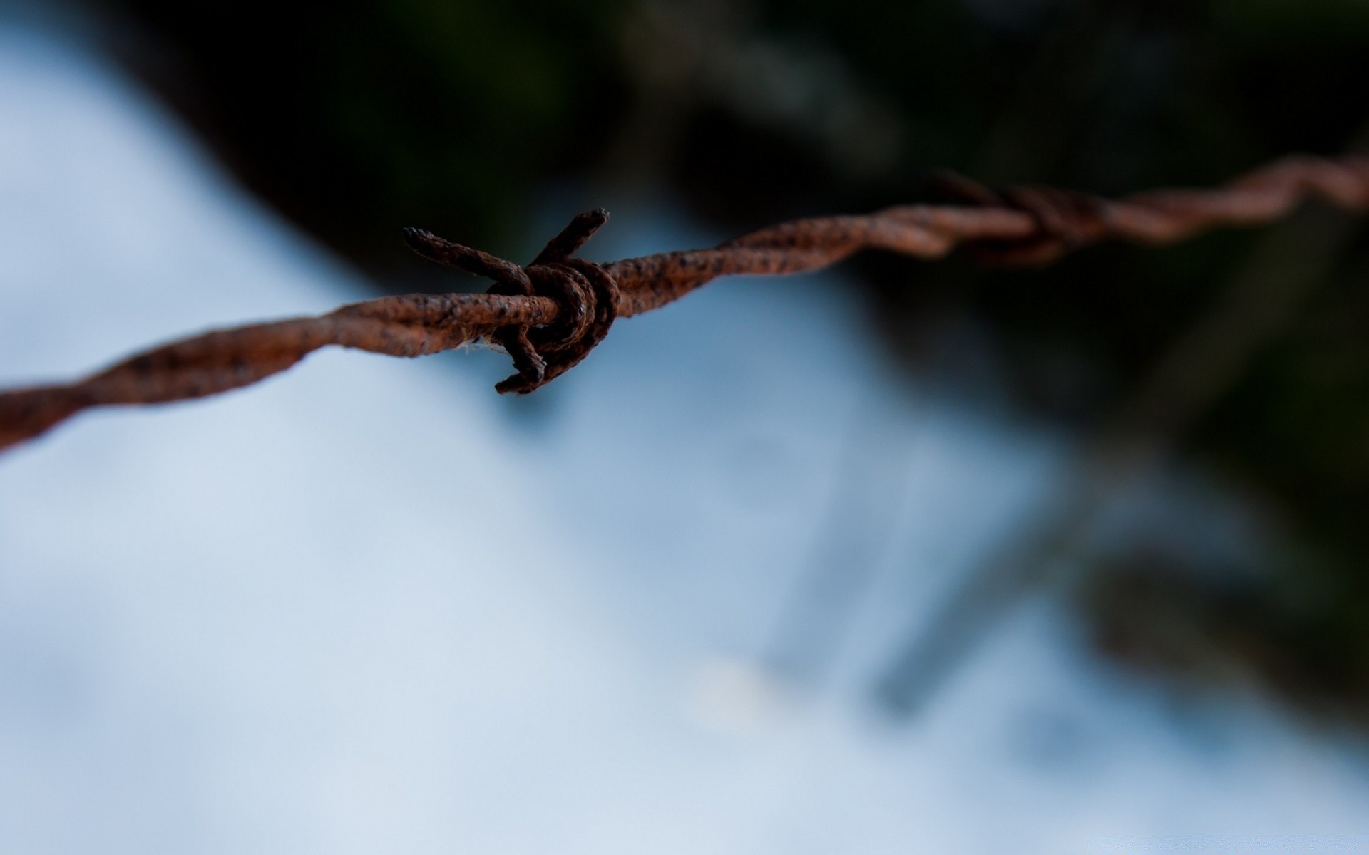 macro blur insect invertebrate outdoors daylight tree nature barbed wire spider close-up close light branch dof security