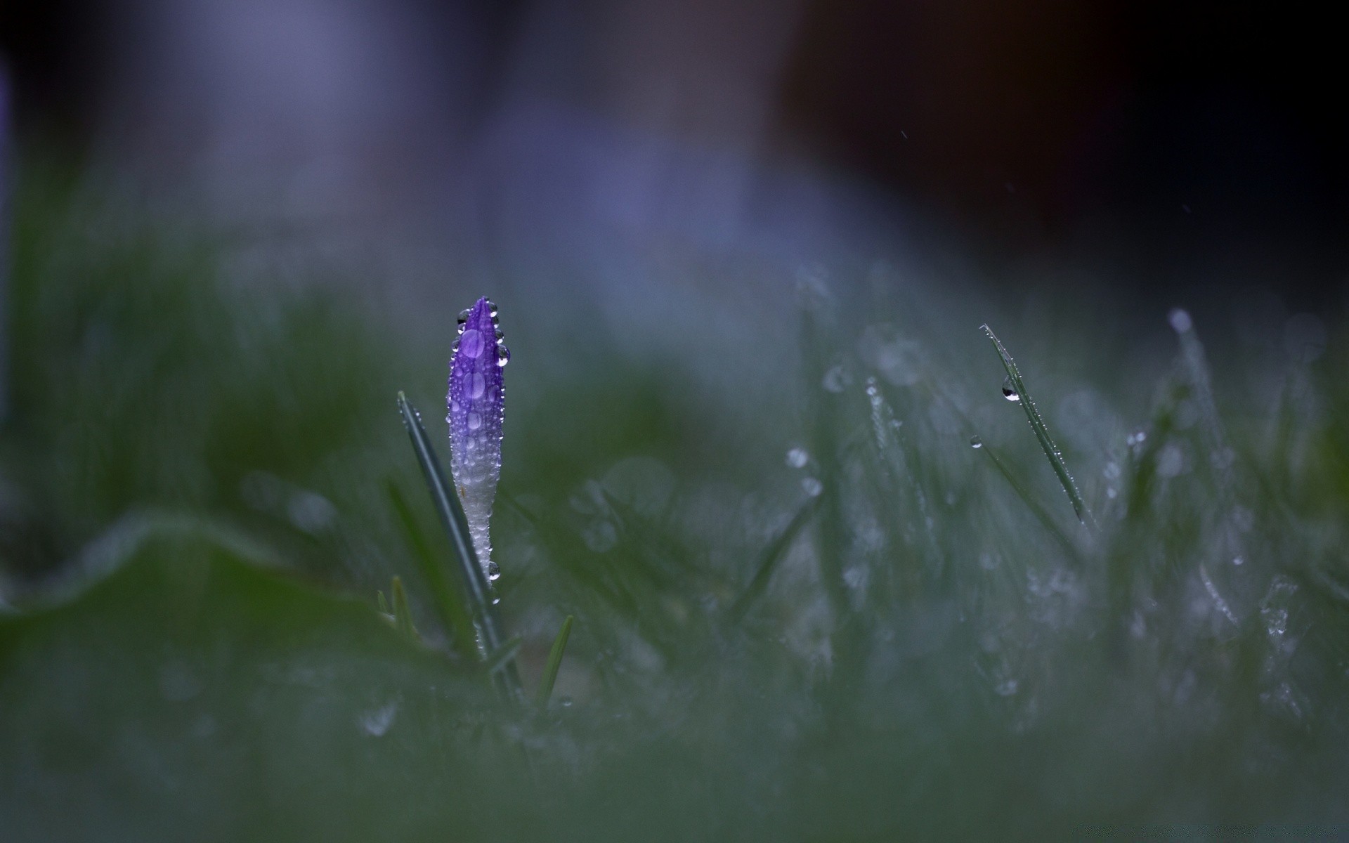 macro nature chute pluie flou rosée eau fleur à l extérieur herbe humide feuille flore jardin lumière été dof aube