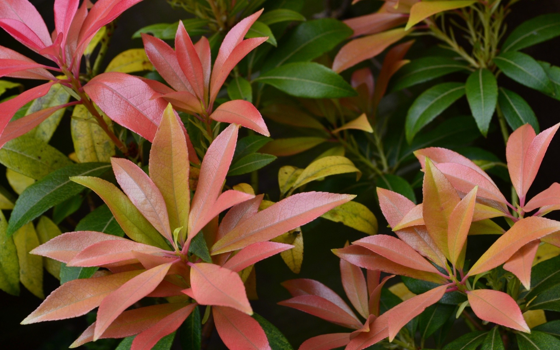 makroaufnahme blatt natur flora sommer garten wachstum blume farbe hell schön im freien