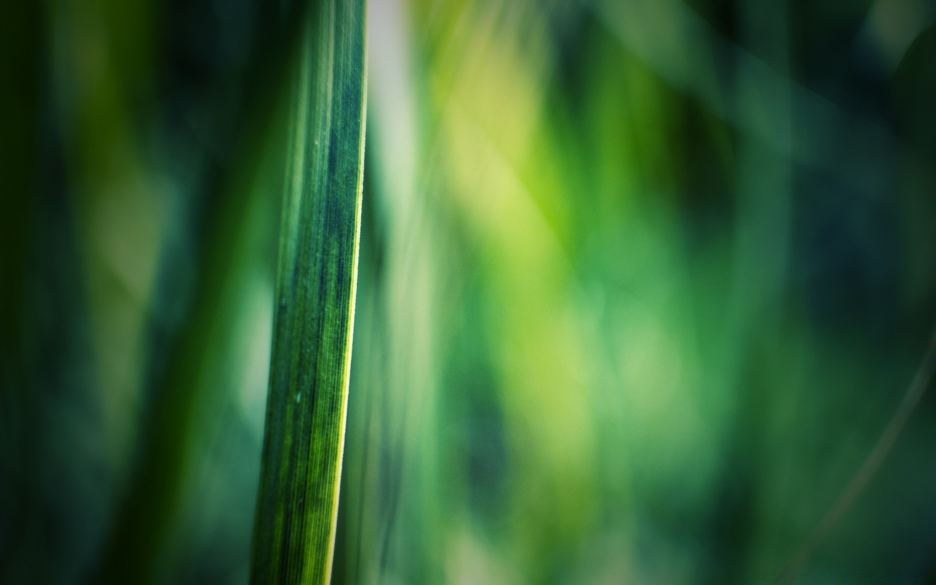 macro growth leaf flora blur garden dew nature rain abstract drop grass summer lush