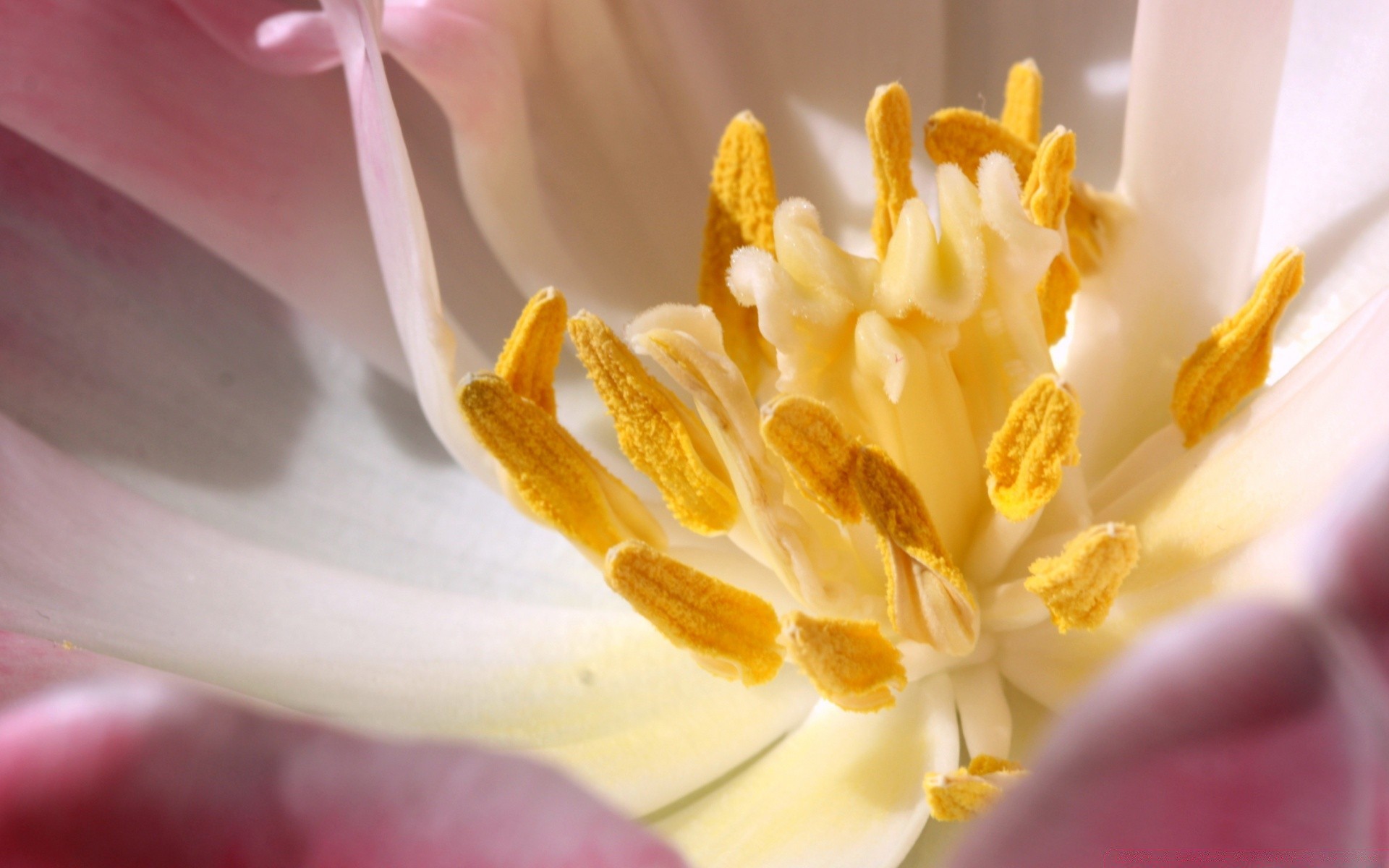 makro kwiat natura rozmycie delikatny flora płatek ogród lato martwa natura zbliżenie kolor bluming piękny kwiatowy liść jasny