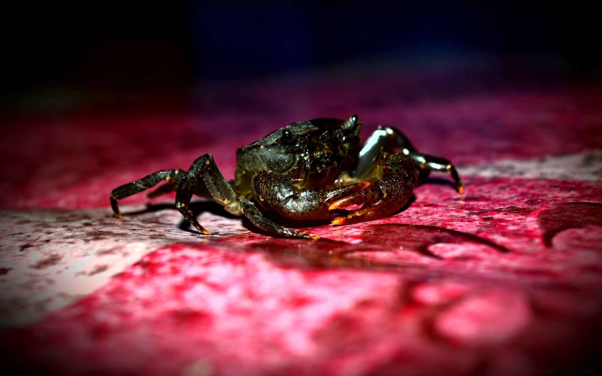 природа животные краб nature animals crab без смс