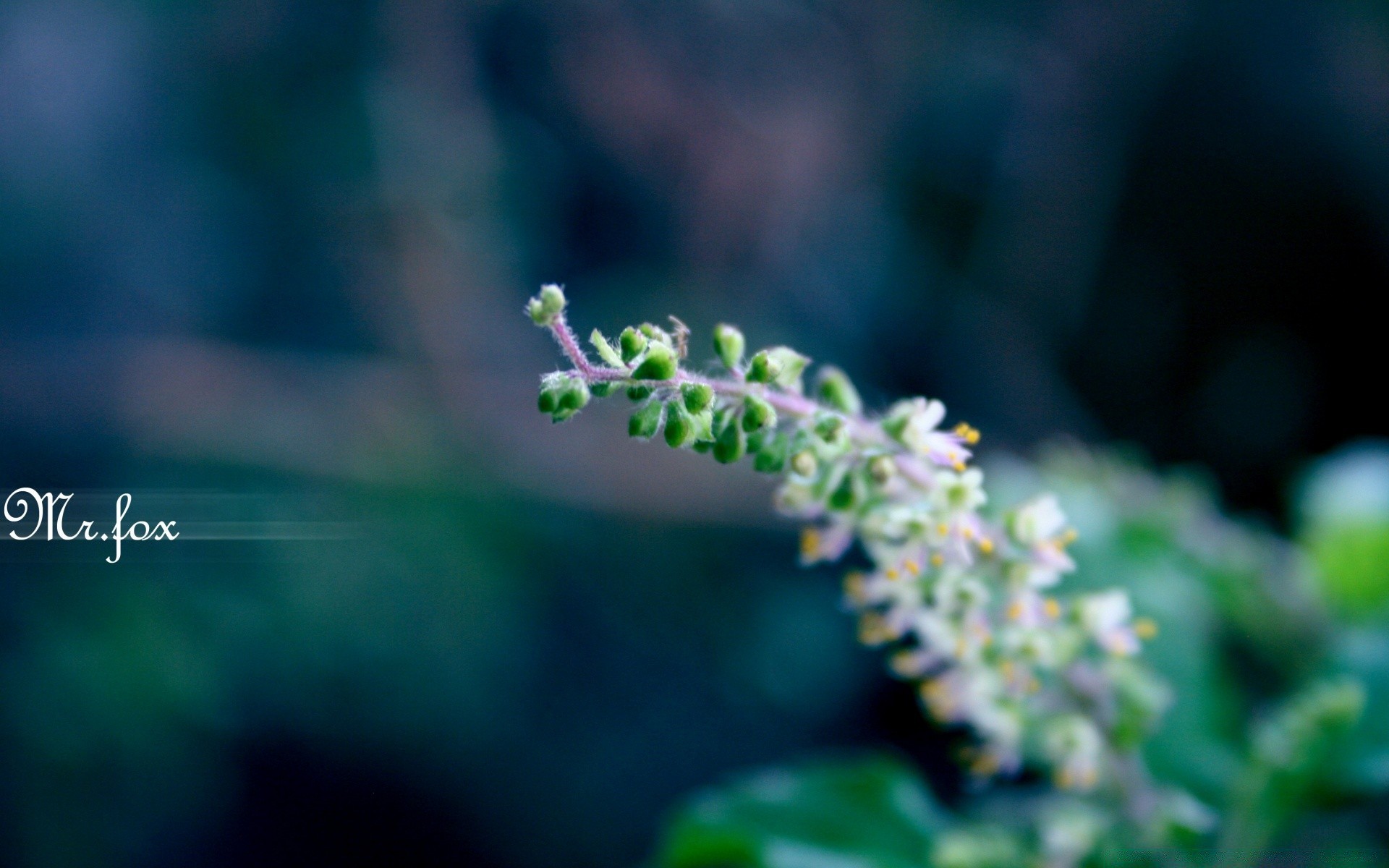 macro foglia all aperto fiore natura flora crescita sfocatura estate bel tempo freschezza