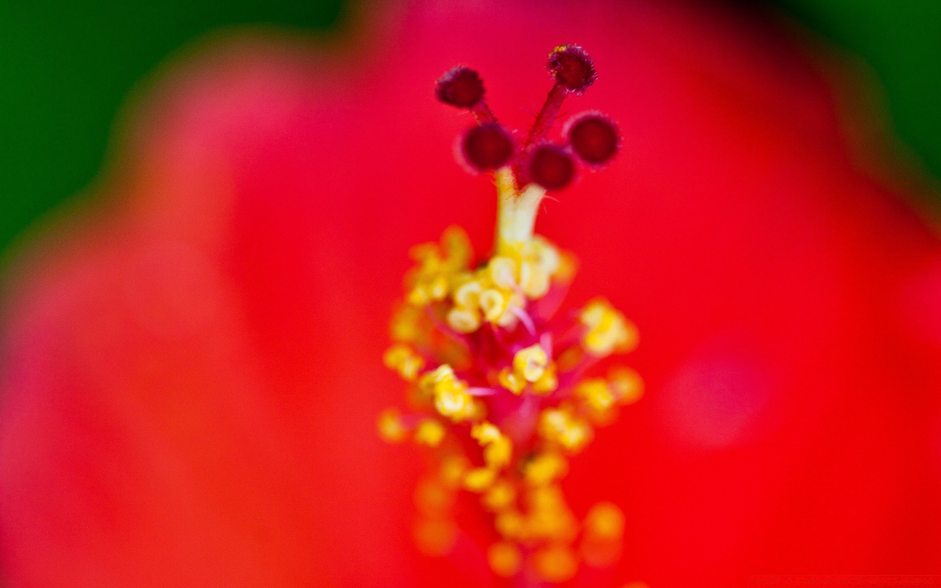 macro flor borrão natureza delicado brilhante verão flora ainda vida cor jardim folha