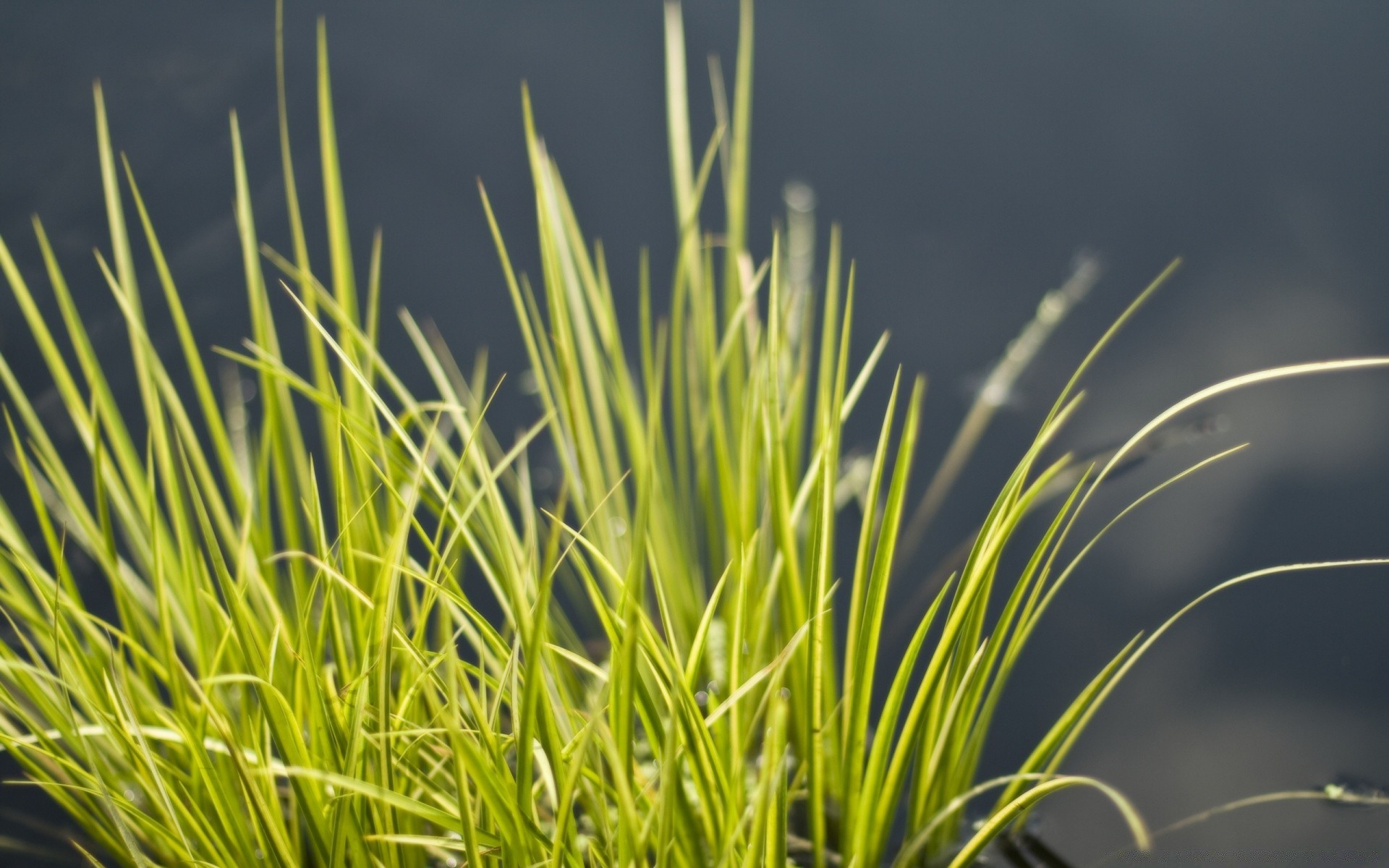 makroaufnahme gras flora wachstum blatt im freien natur rasen medium sommer garten üppig