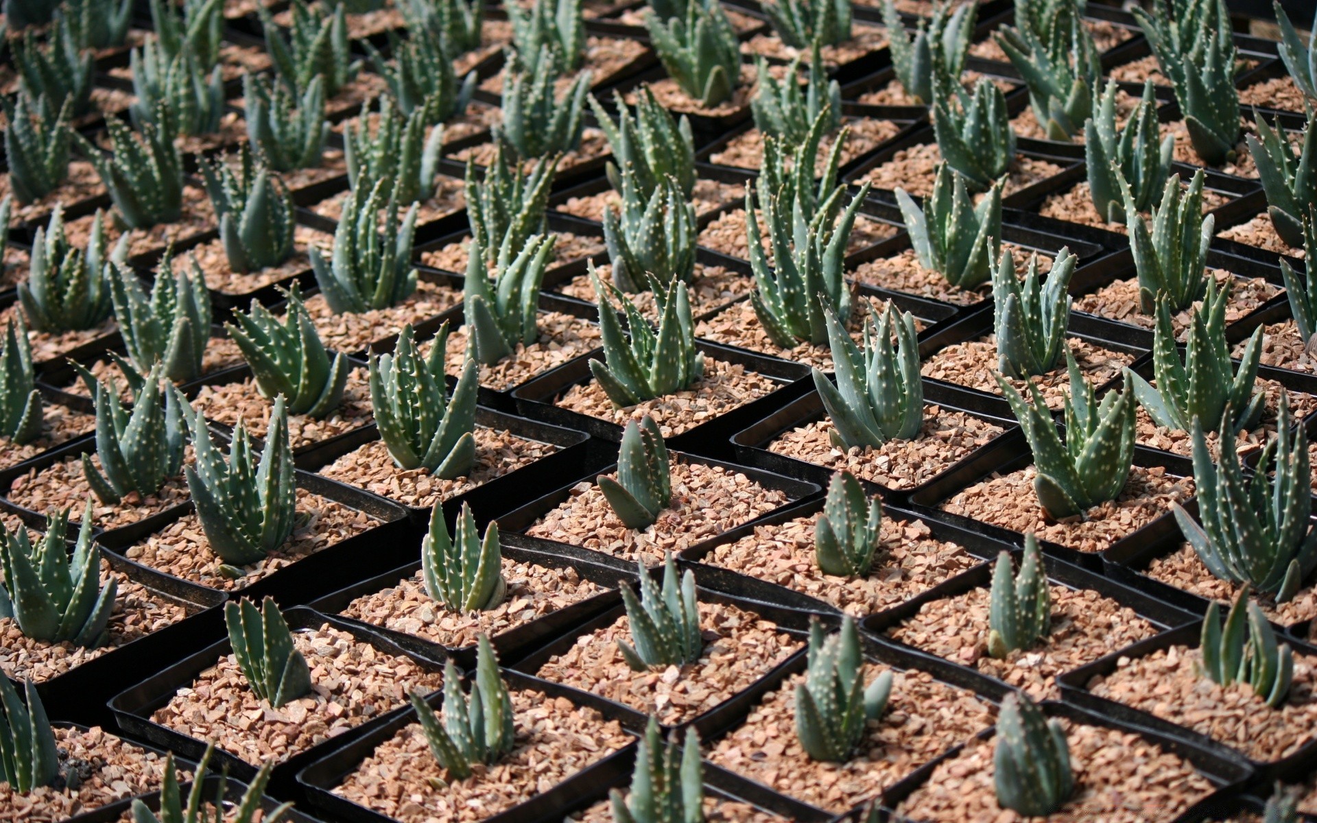 macro cactus spine nature succulent sharp flora prickly spike desktop close-up leaf medicine pot food needle garden pattern tree dry