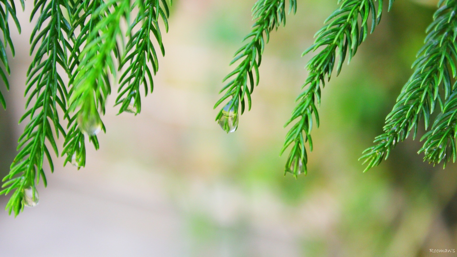 macro nature leaf flora blur branch summer outdoors growth