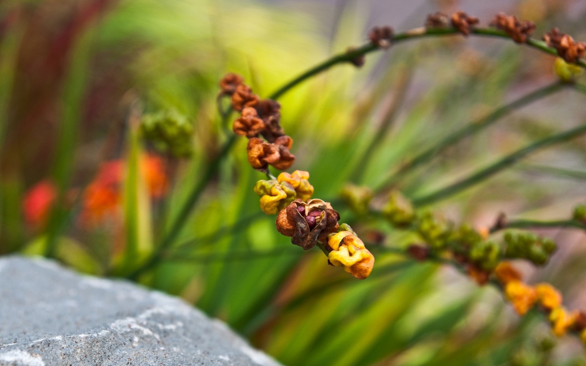 macro nature leaf outdoors flora insect garden flower summer grass blur tree growth