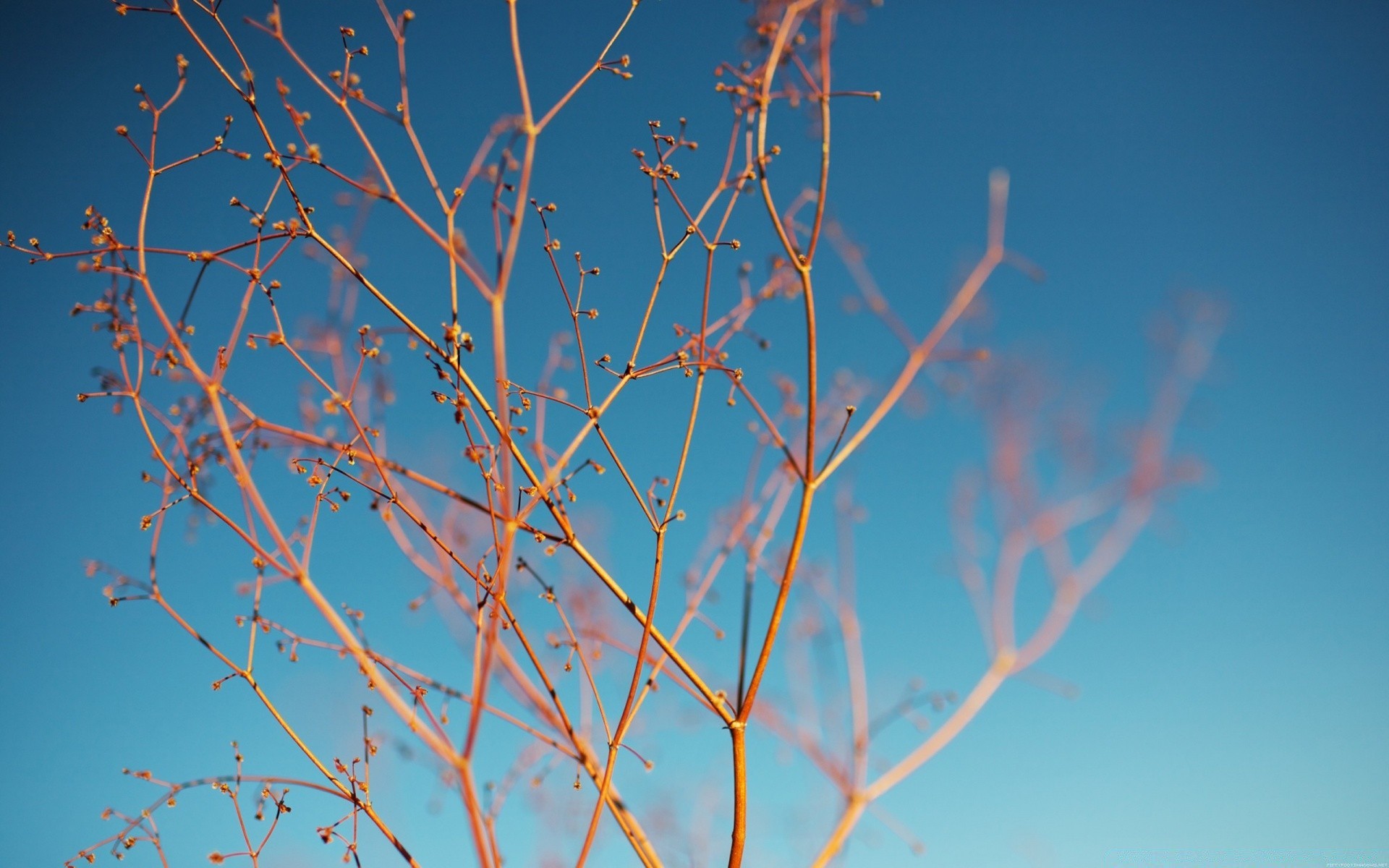 makro baum abstrakt desktop blatt zweig herbst natur winter himmel flora blume farbe