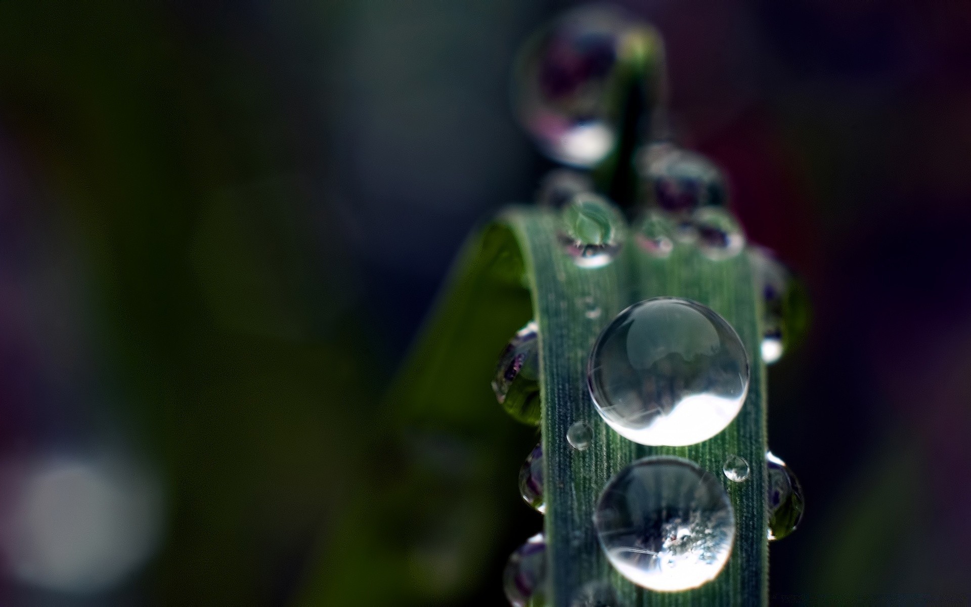 macro pioggia caduta acqua rugiada splende sfocatura natura foglia luce