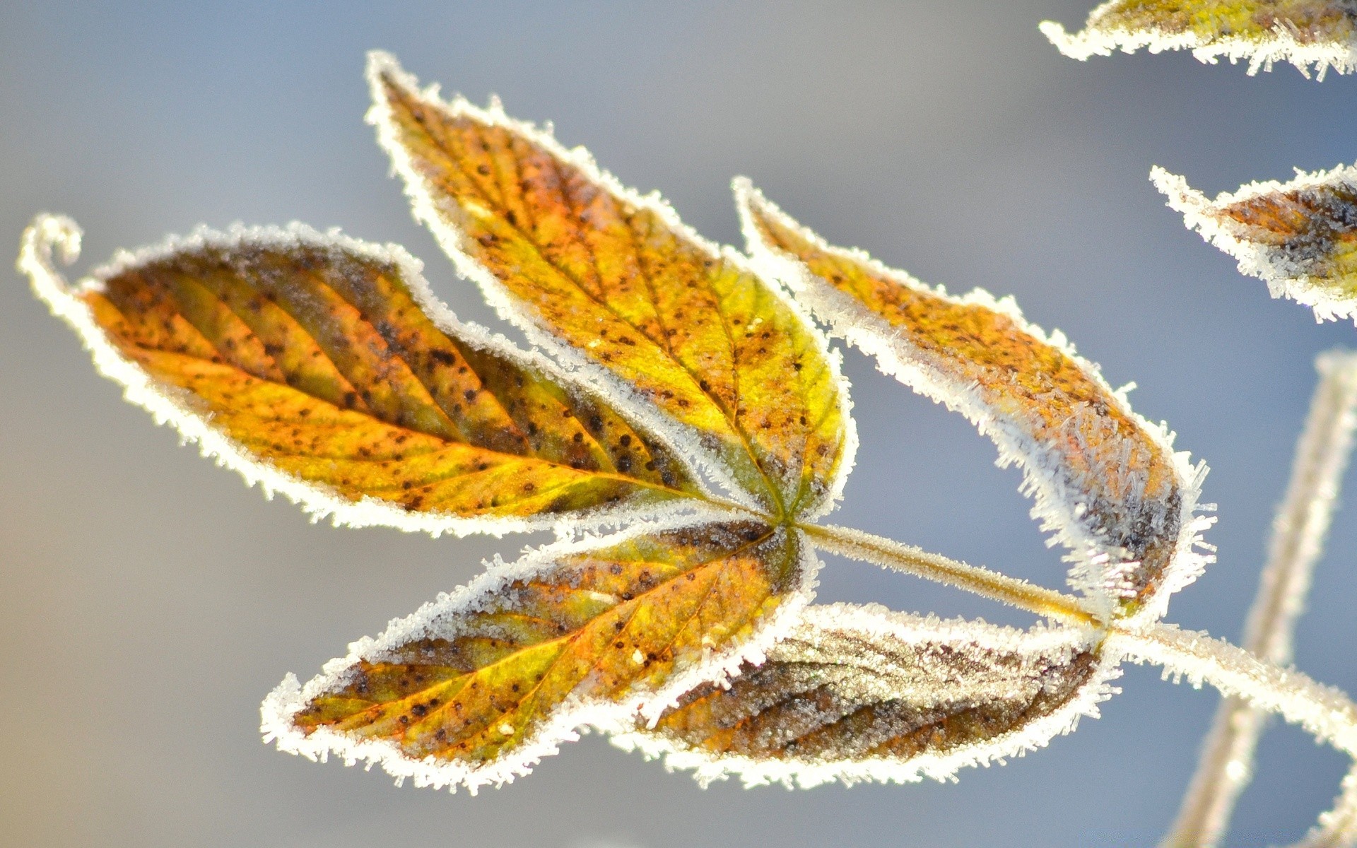 macro nature à l extérieur feuille flore gros plan saison lumineux bureau couleur bois