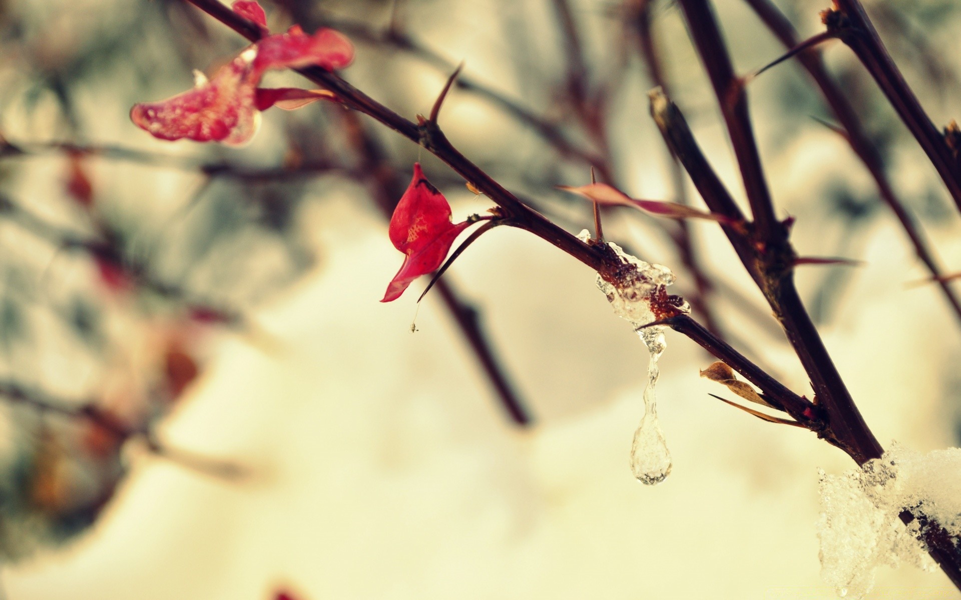 macro nature fleur branche feuille arbre hiver flou automne à l extérieur dof flore