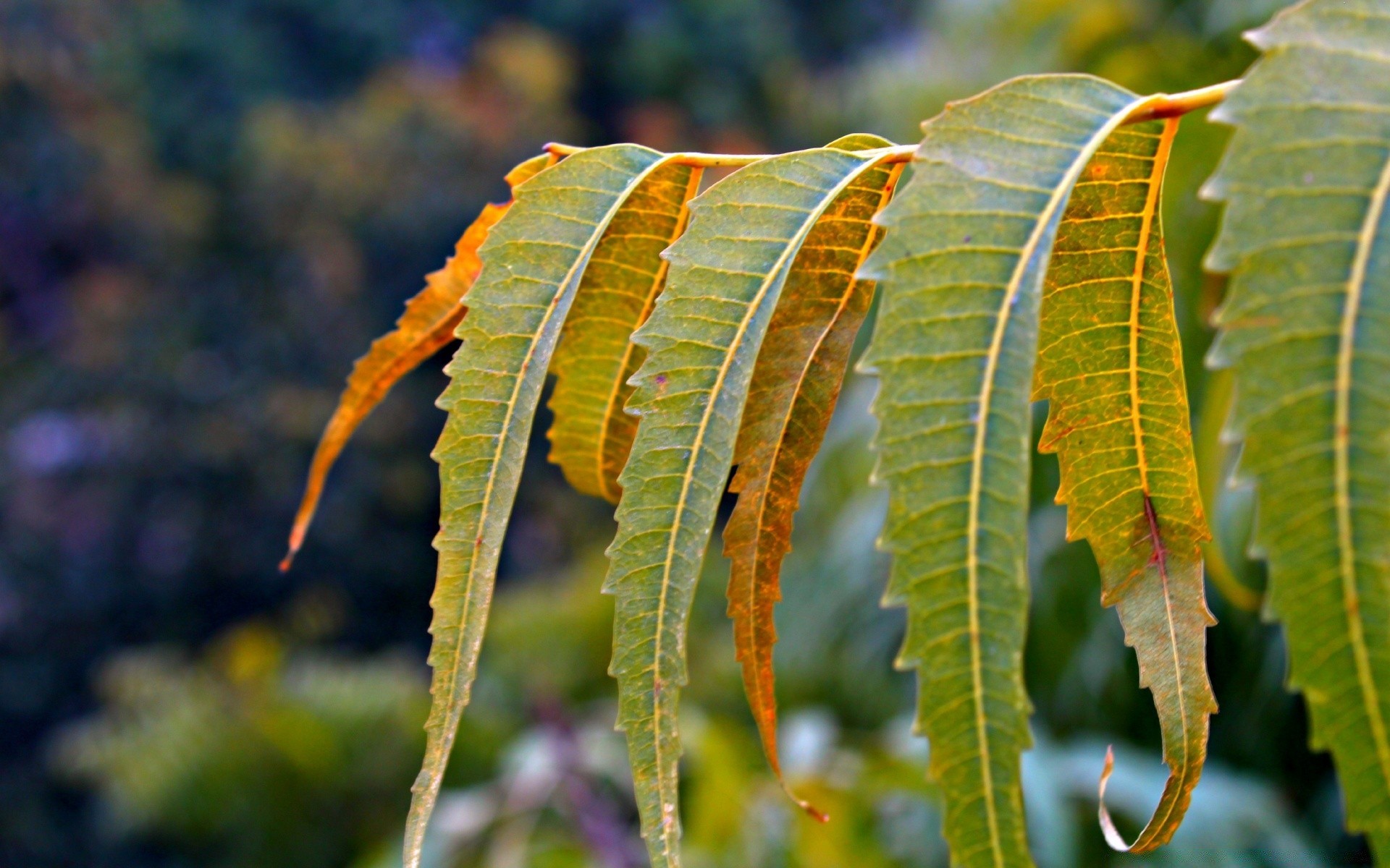 macro foglia natura flora albero autunno all aperto colore tropicale close-up ramo stagione crescita desktop legno estate luminoso vivid giardino