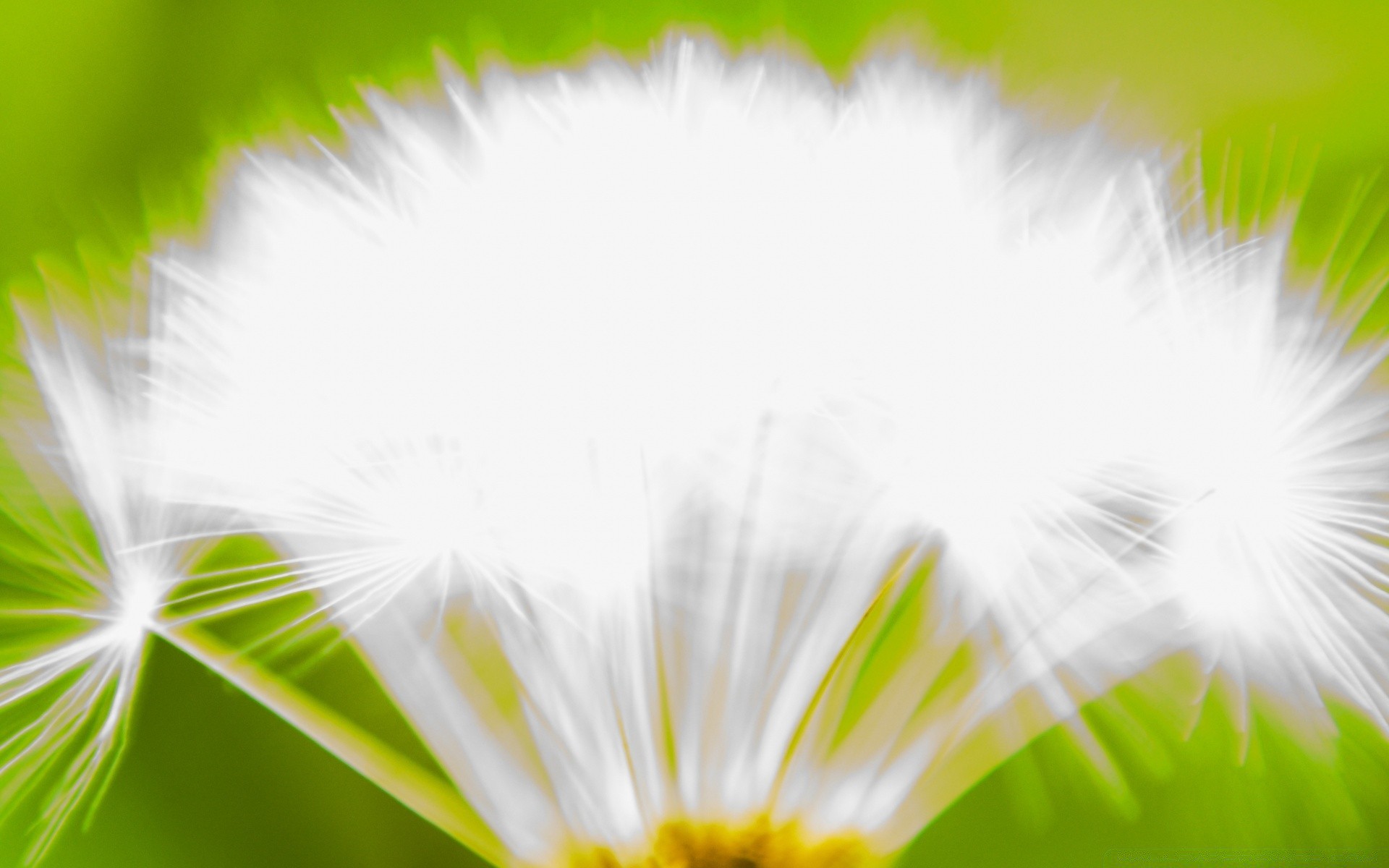 macro dente di leone natura estate flora erba fiore fluff luminoso sole bel tempo foglia giardino crescita sfocatura