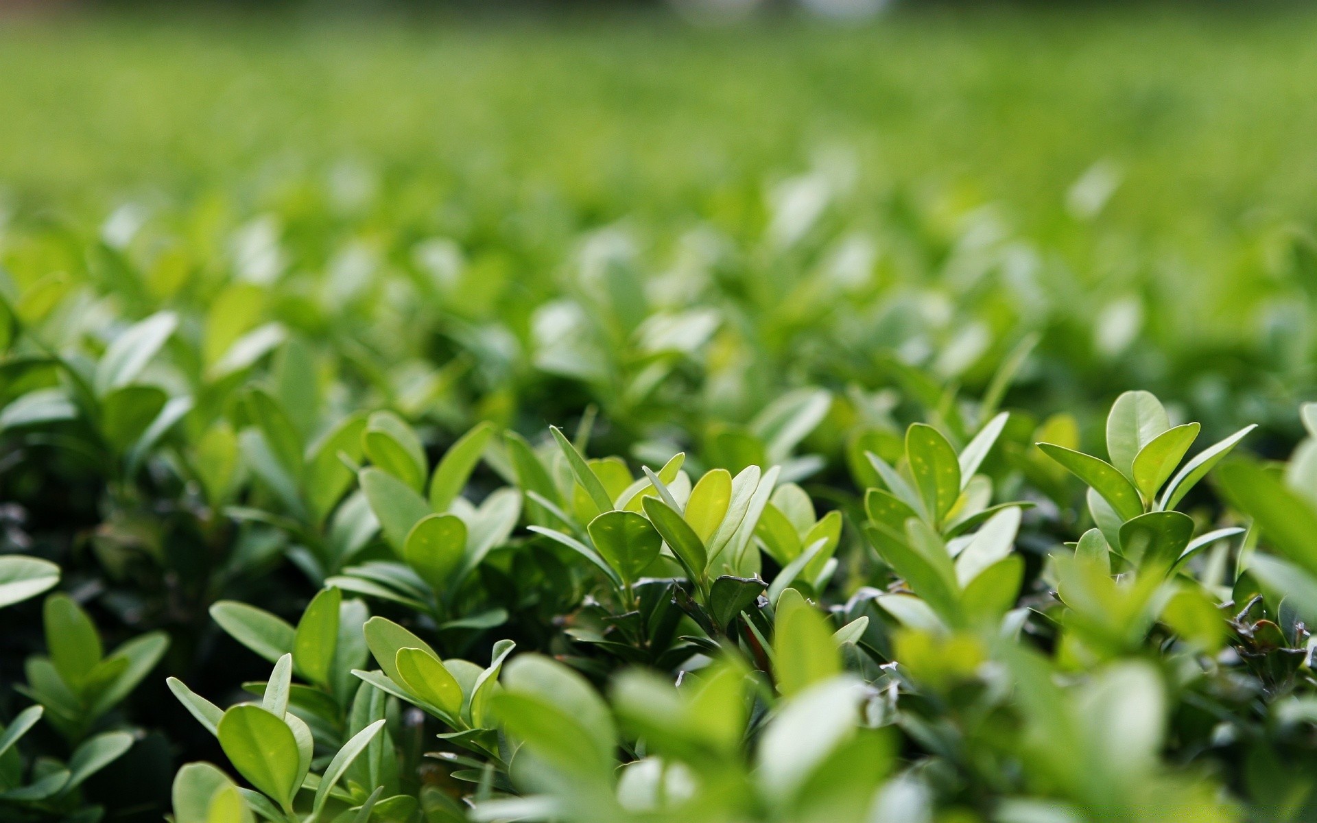 macro leaf nature flora growth field garden agriculture summer soil farm fair weather rural bright season grass sun outdoors environment