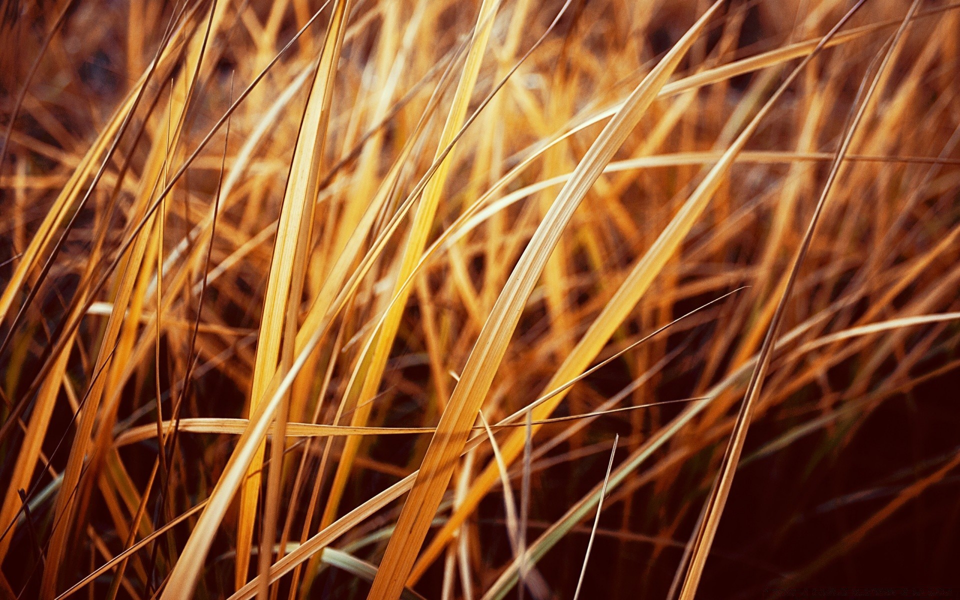 macro natura oro erba fieno fiocchi paglia autunno grano