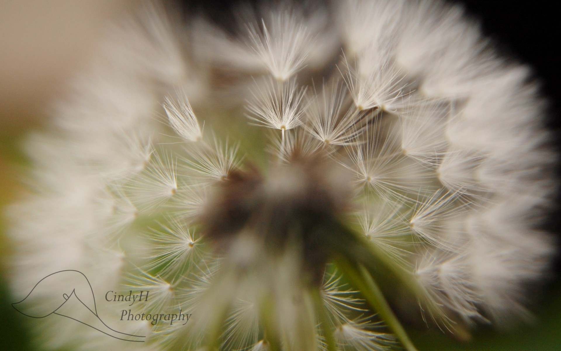 macro pelusa diente de león naturaleza pelo verano delicado flor flora suavidad pelusa al aire libre semilla hierba whipper hoja peludo crecimiento salvaje brillante