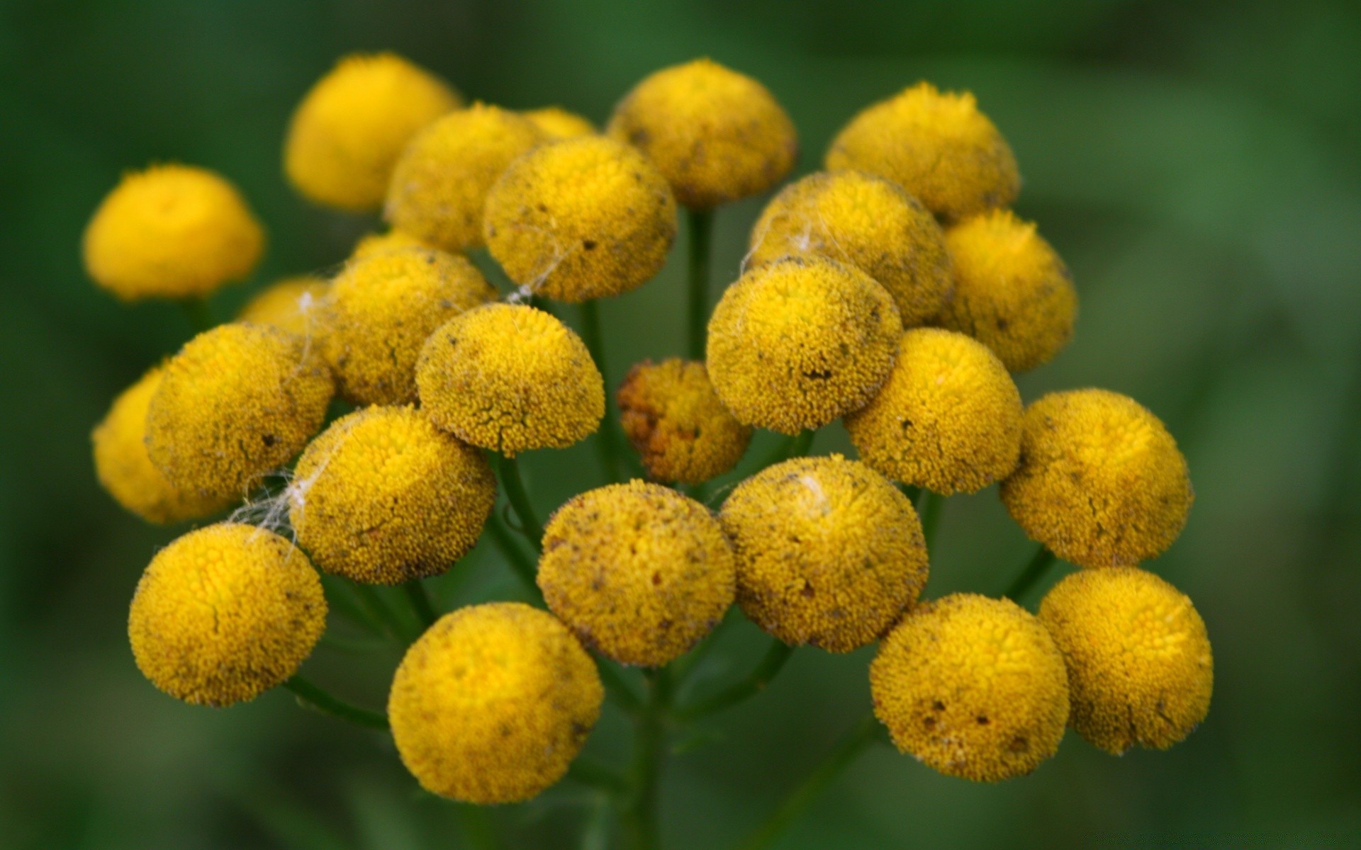 makro fotoğrafçılığı flora doğa çiçek yaprak bahçe yakın çekim yaz renk çiçek büyüme sezon masaüstü çiçeklenme alan