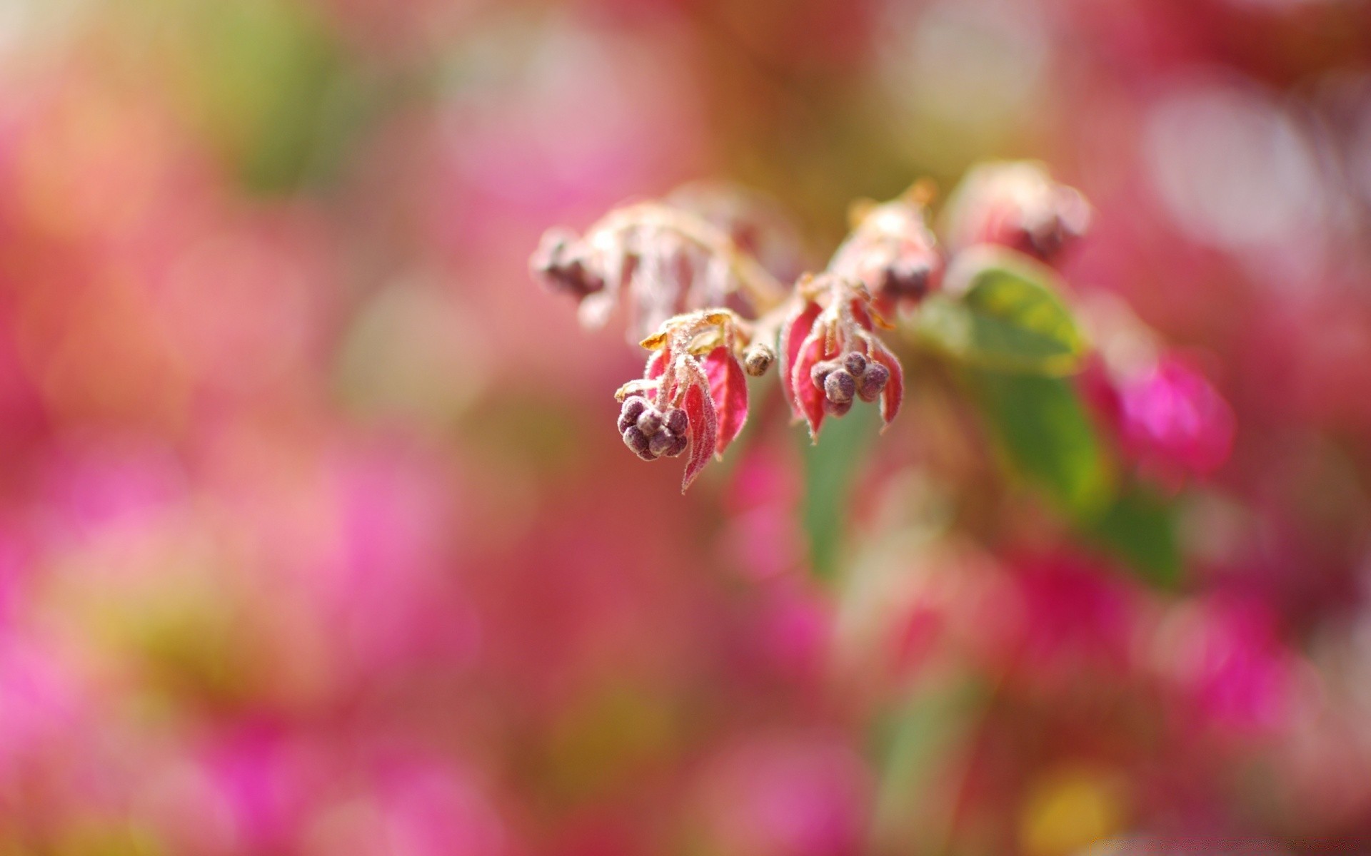 makro fotoğrafçılığı doğa yaprak bahçe çiçek yaz açık havada flora parlak bulanıklık güzel hava yakın çekim renk büyüme