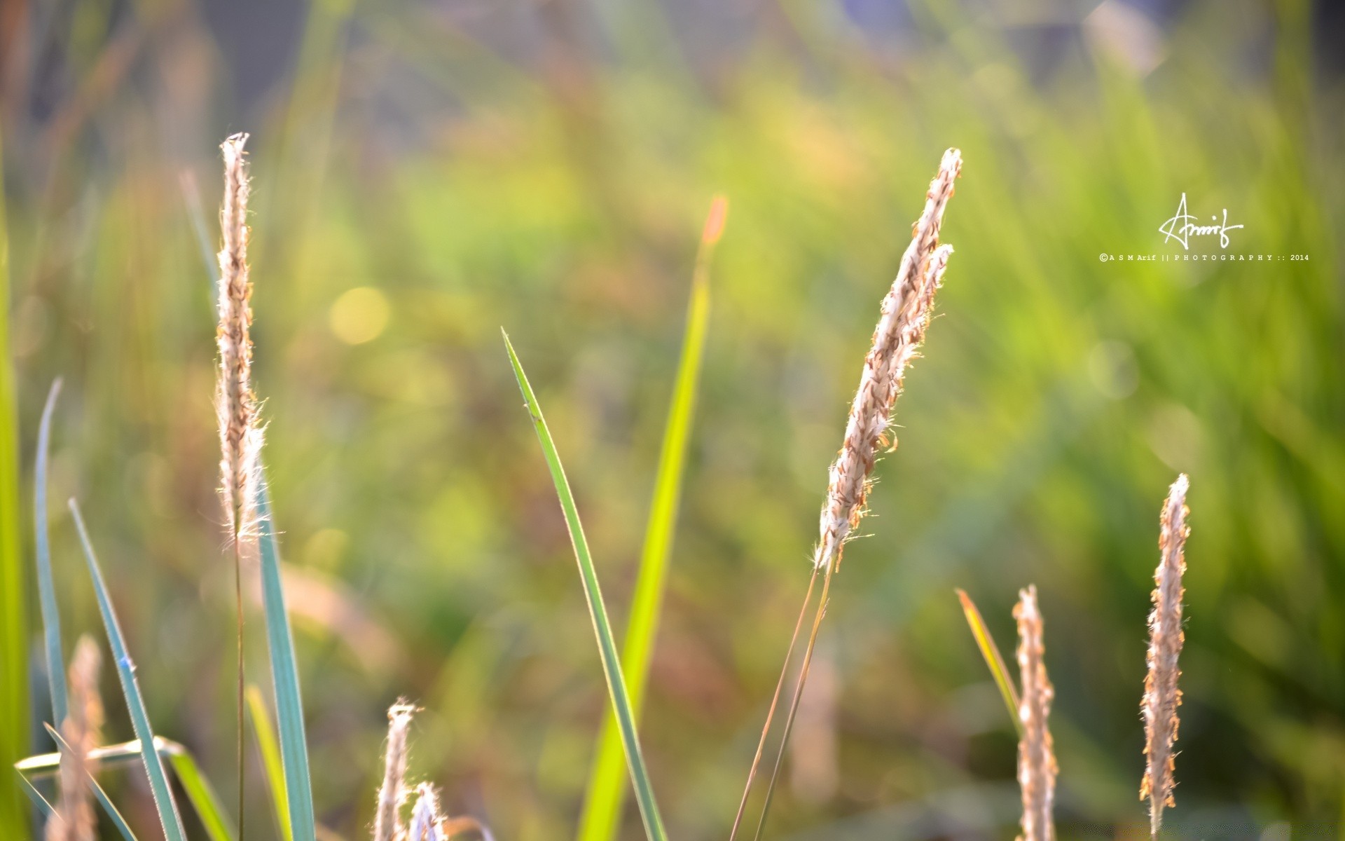 makro natura trawa flora wzrost liść lato pole na zewnątrz świt wiejski ogród zbliżenie środowisko łuska rosa chwast dobra pogoda słońce sianokosy