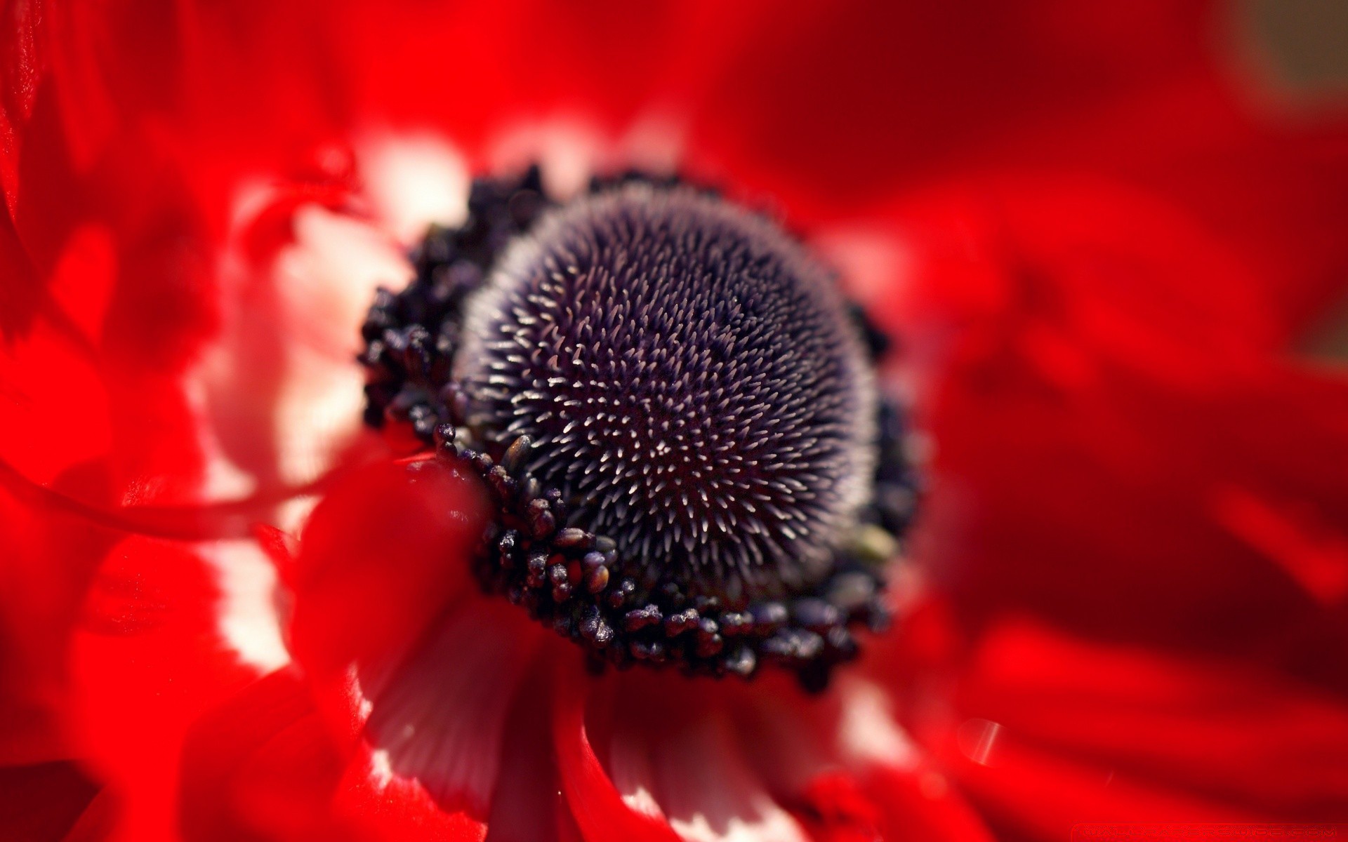 makro kwiat natura flora zbliżenie ogród kolor lato