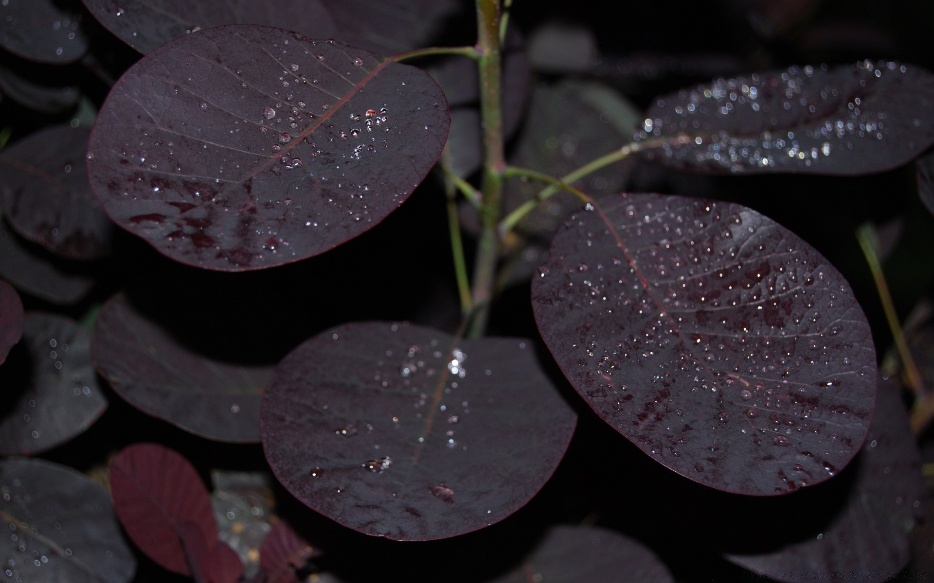 macro folha natureza ao ar livre chuva flor cor desktop flora textura verão luz crescimento