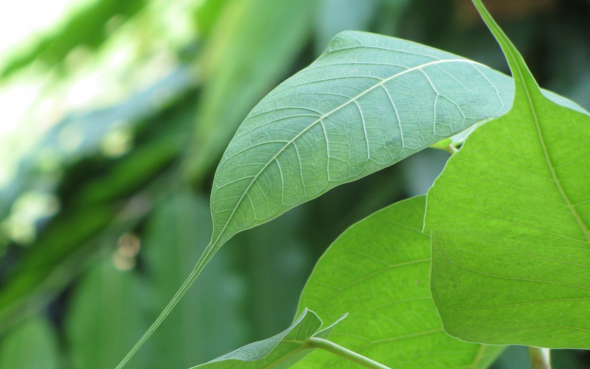 makro liść flora natura wzrost świeżość zbliżenie środowiska ogród lato ekologia deszcz spadek czystość rosa jasny obok bujny botaniczny łuska