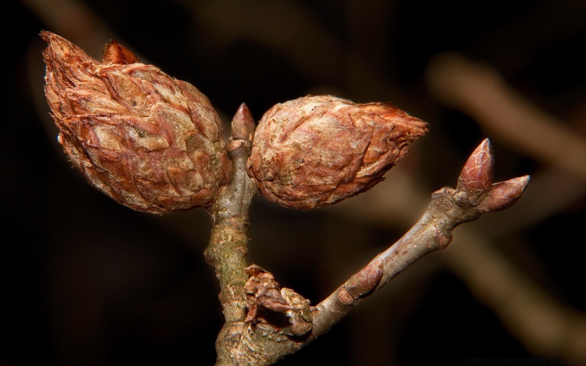 makro jedzenie natura drzewo owoce zbliżenie flora liść na zewnątrz jesień drewna