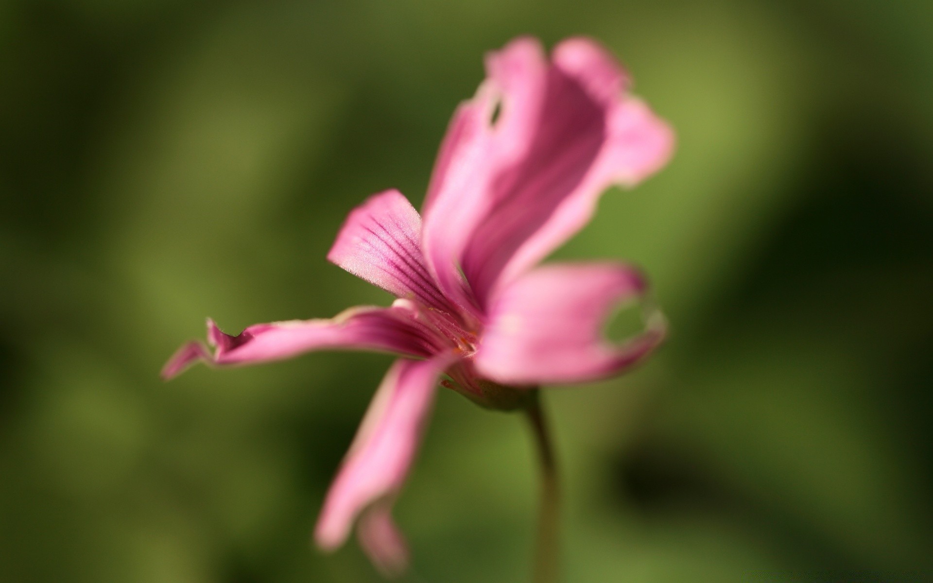 macro flower nature leaf flora summer garden blur outdoors bright growth delicate grass pollen