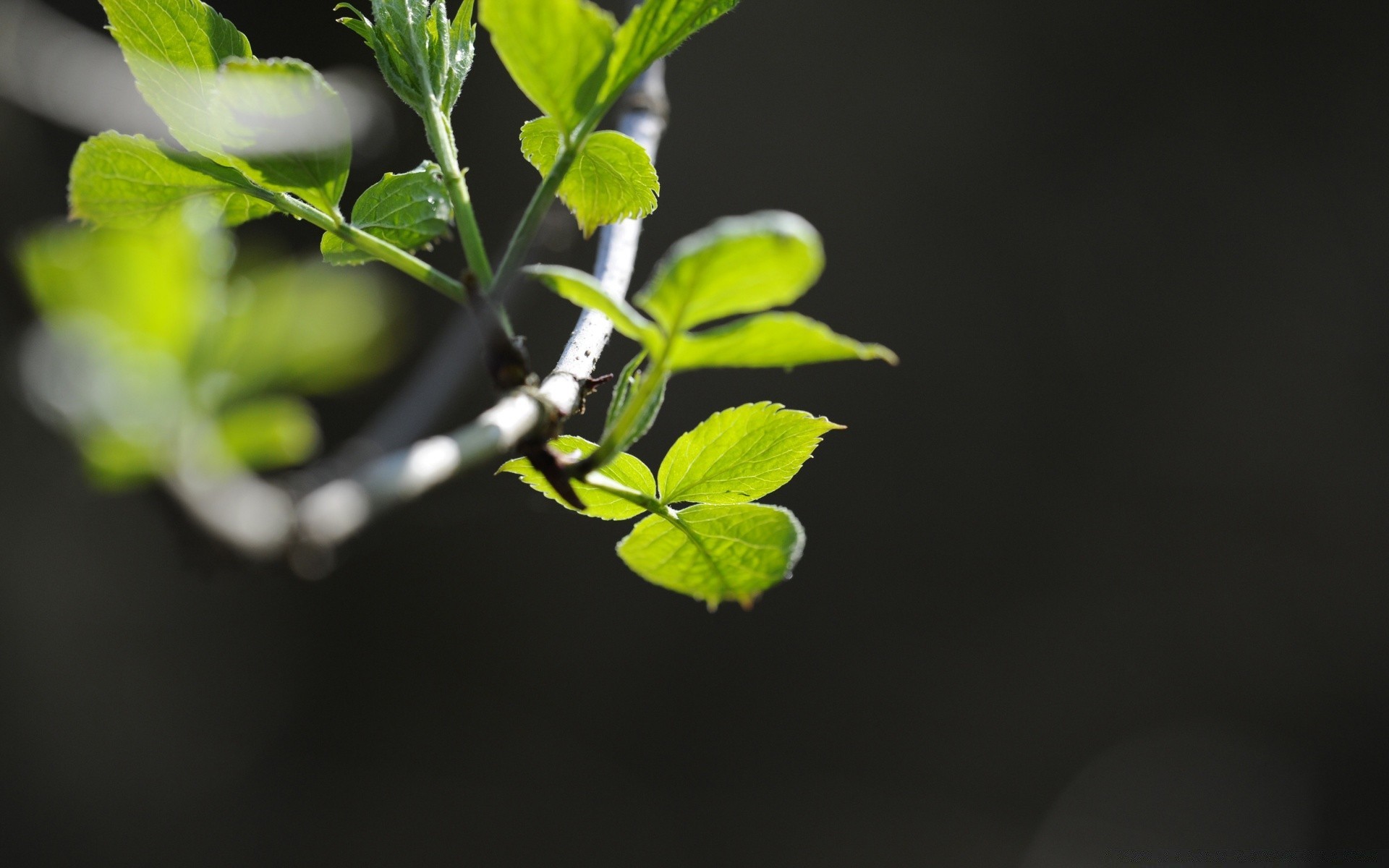 macro leaf flora growth nature garden environment tree sprout branch close-up blur environmental