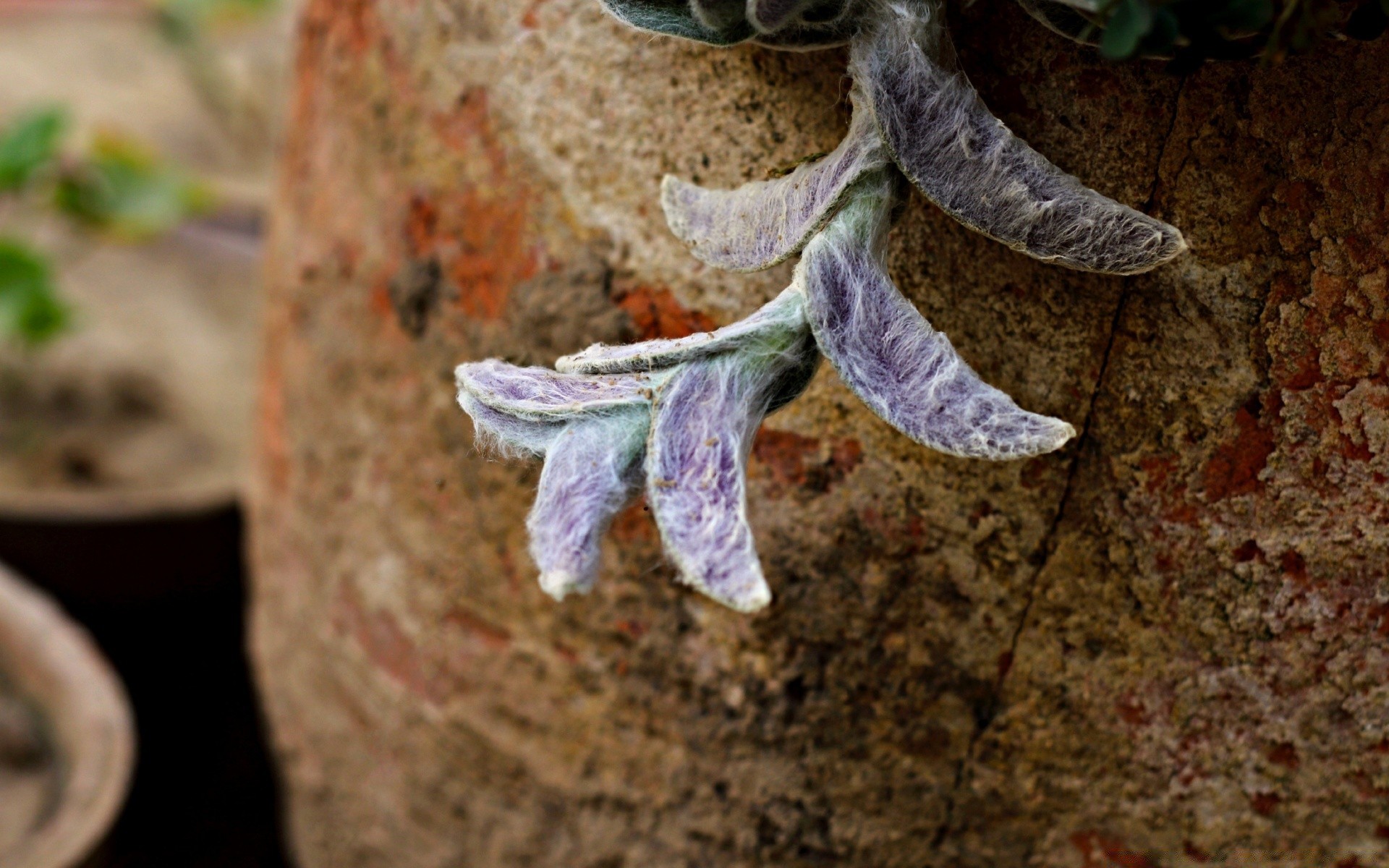 makro fotoğrafçılığı doğa yaprak ağaç ahşap açık havada yakın çekim masaüstü flora renk taş