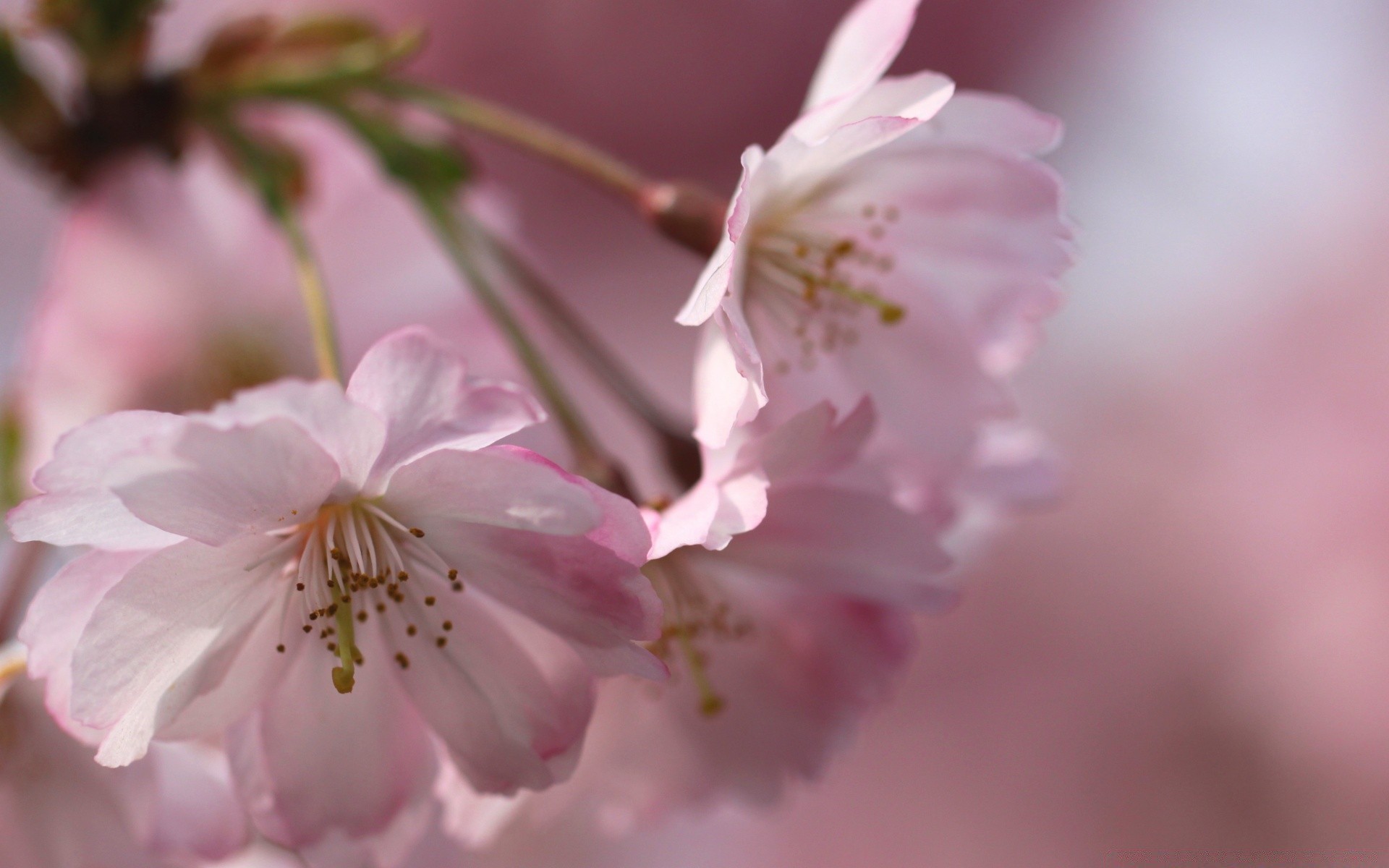 makro blume natur kirsche flora blatt zweig sanft garten baum blütenblatt blühen kumpel wachstum blumen- sommer- hell im freien apfel unschärfe