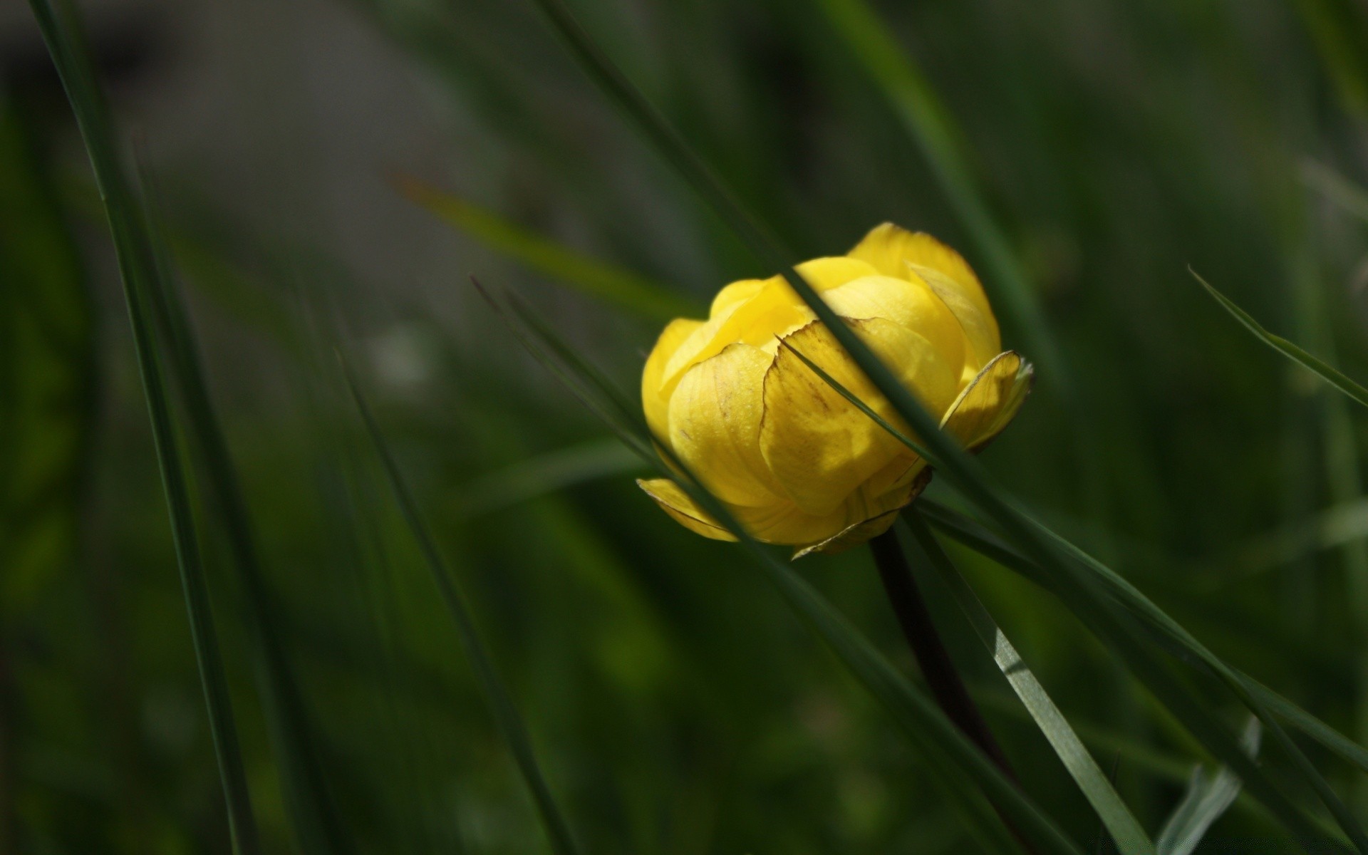 makro fotoğrafçılığı doğa çiçek flora yaprak bahçe yaz açık havada parlak çiçek yakın çekim renk çimen alan sezon büyüme parlak