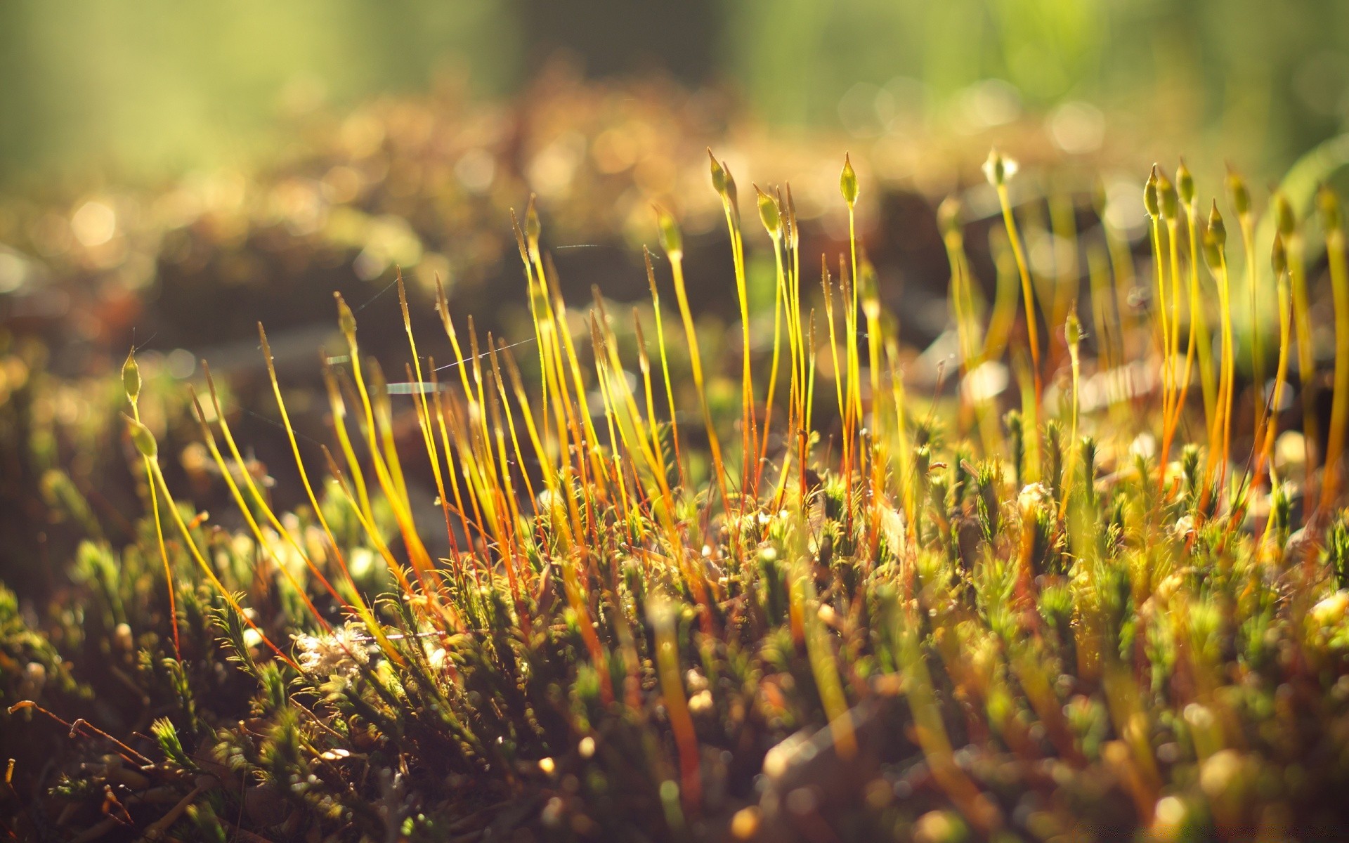 makro trawa natura flora wzrost na zewnątrz lato zbliżenie ogród liść świt kolor sianokosy jesień sezon kwiat pole pulpit mech