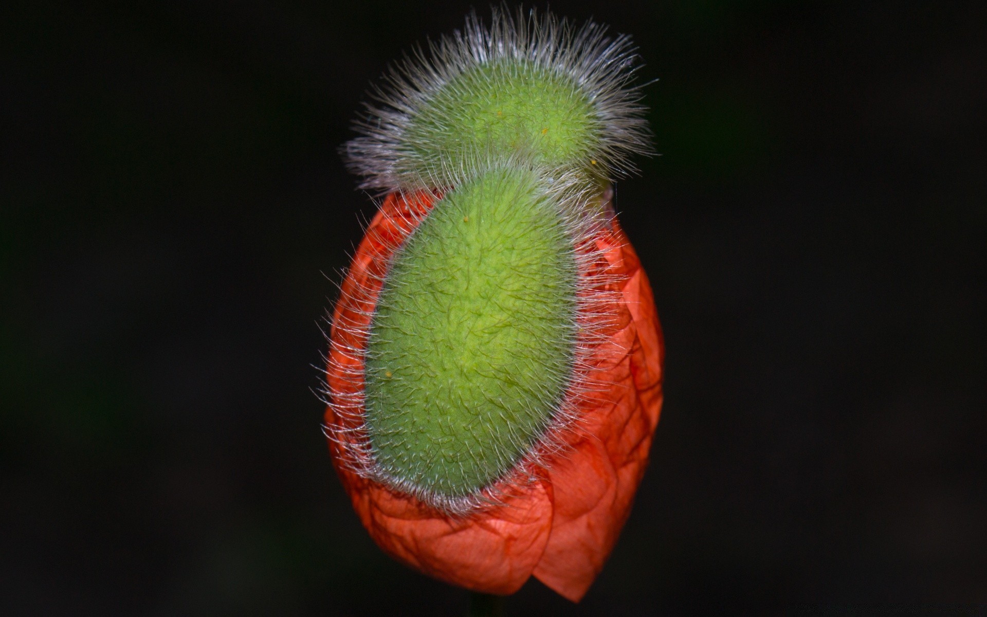 macro nature biology color one close-up invertebrate flora outdoors flower desktop daylight