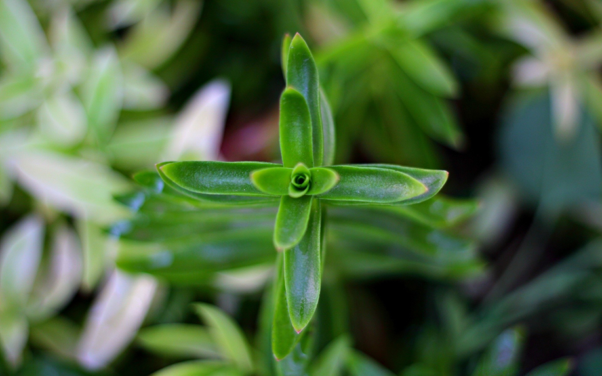 macro leaf flora nature garden growth close-up freshness flower summer color herb food