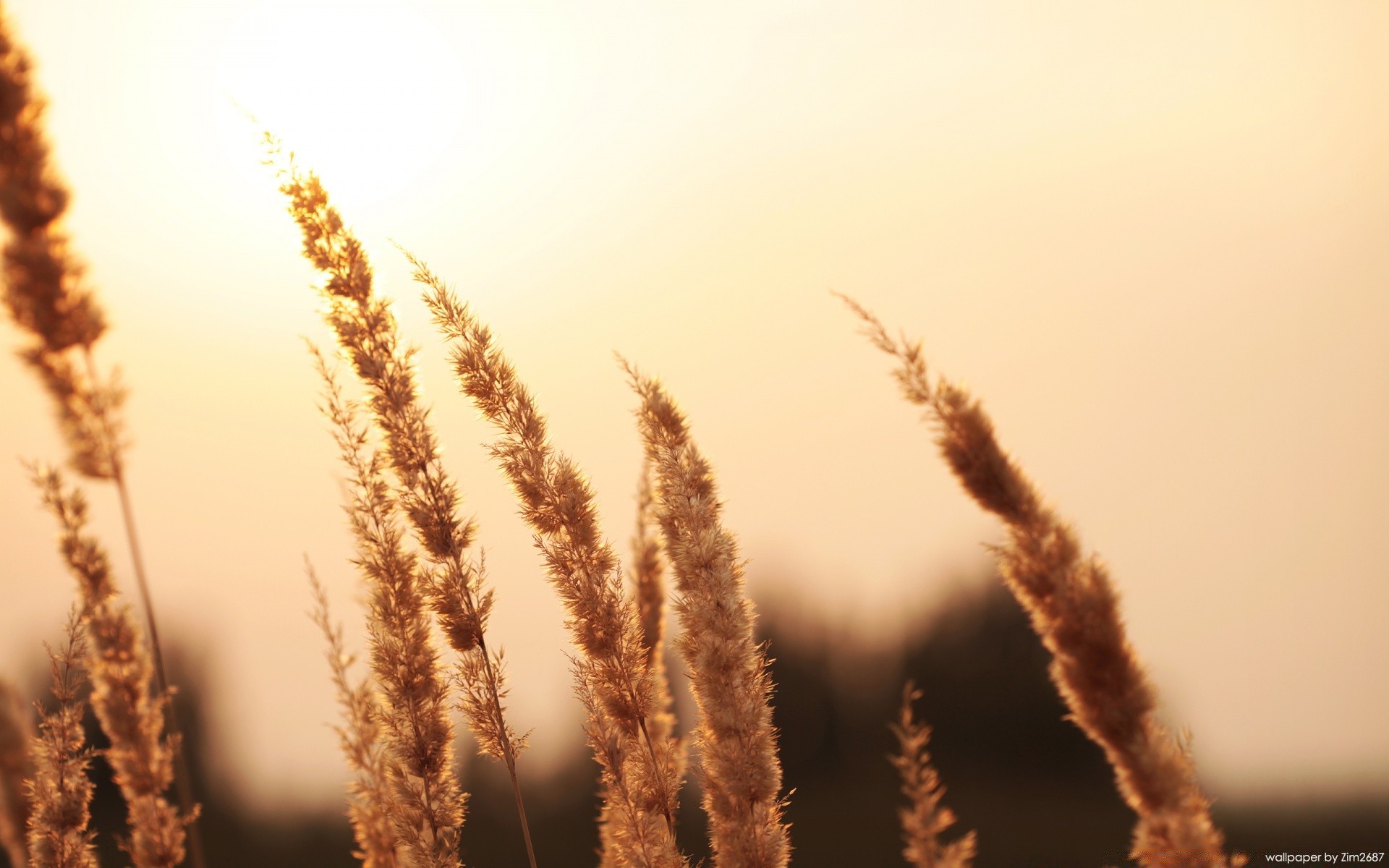 makroaufnahme im freien natur winter herbst sonne gutes wetter himmel frost dämmerung sommer aufstieg weizen des ländlichen gras flocken hell schnee sonnenuntergang