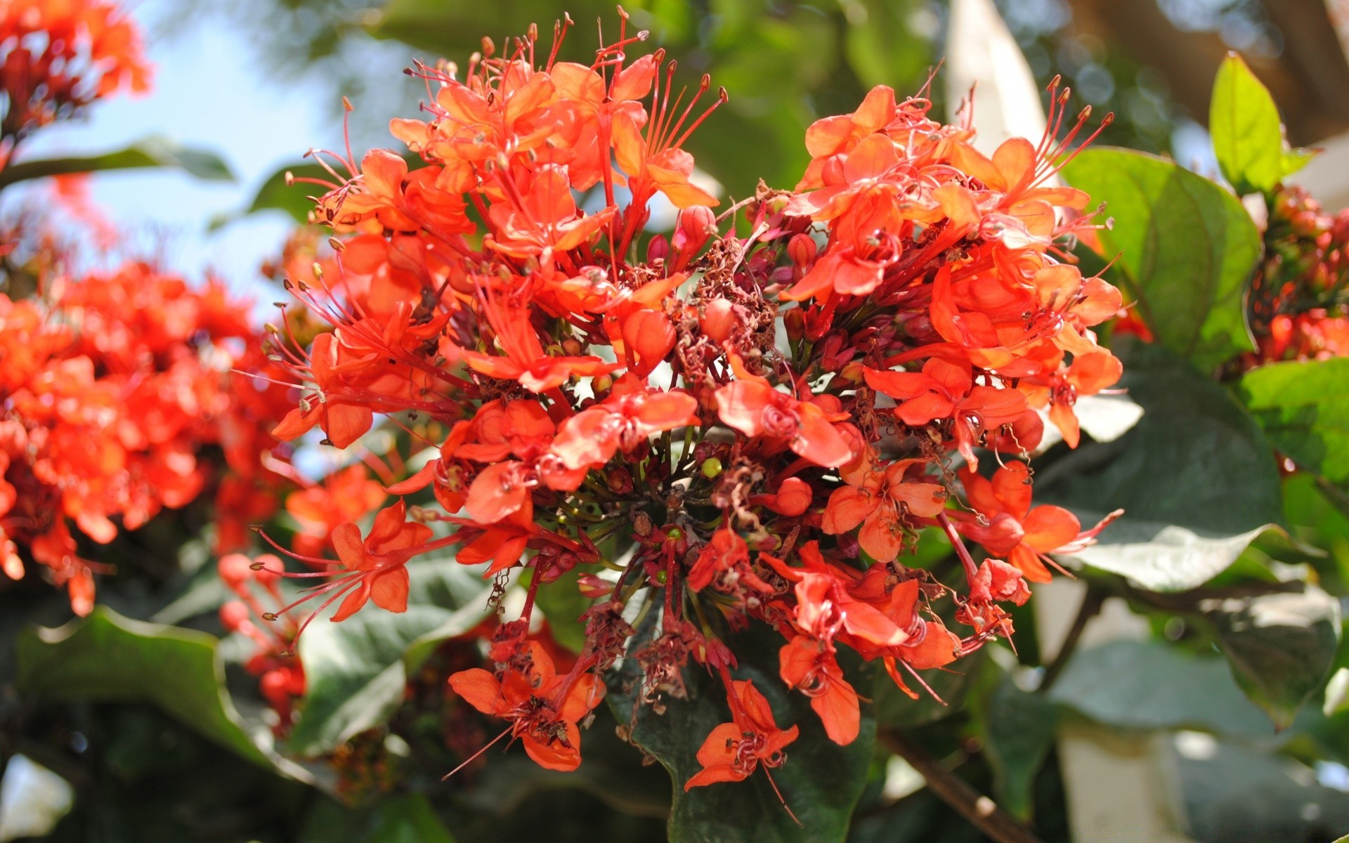 makro fotoğrafçılığı çiçek bahçe doğa flora yaprak çiçeklenme petal çalı çiçek yaz ağaç renk şube yakın çekim botanik park sezon açık havada büyüme