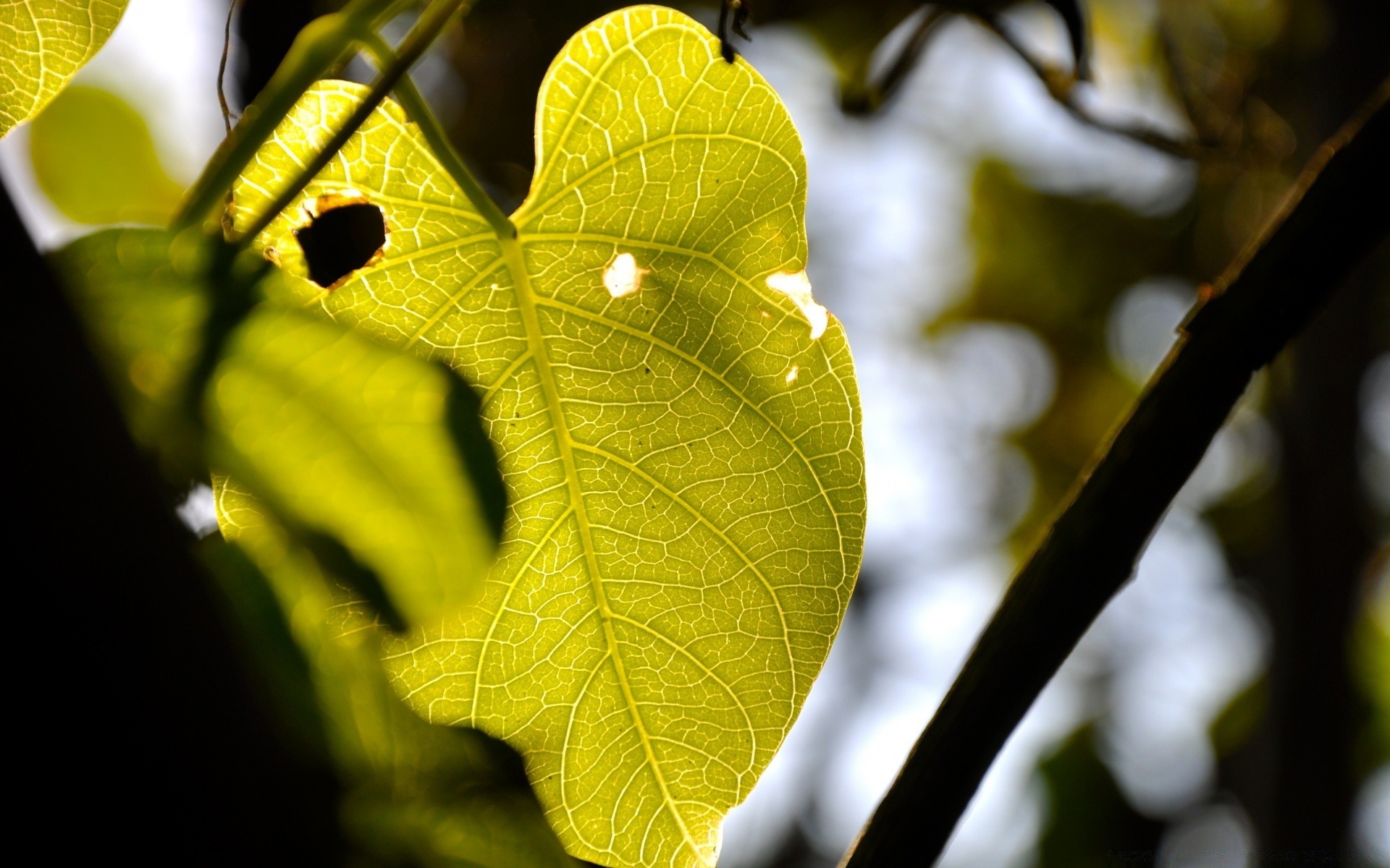 macro foglia natura flora albero ramo autunno crescita luminoso colore close-up luce stagione ambiente desktop sole giardino bel tempo legno all aperto