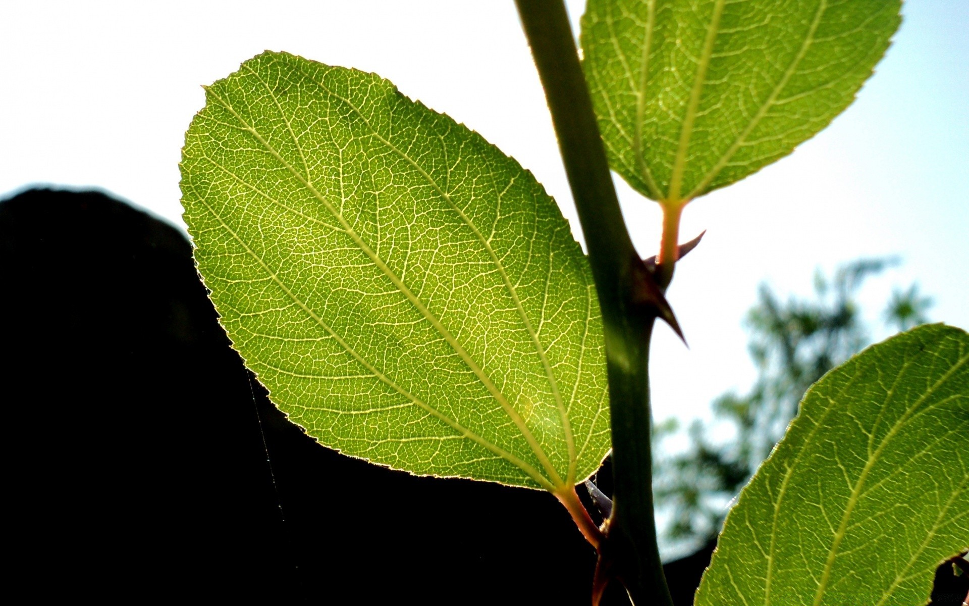 macro hoja flora naturaleza crecimiento árbol primer plano ecología medio ambiente al aire libre frescura